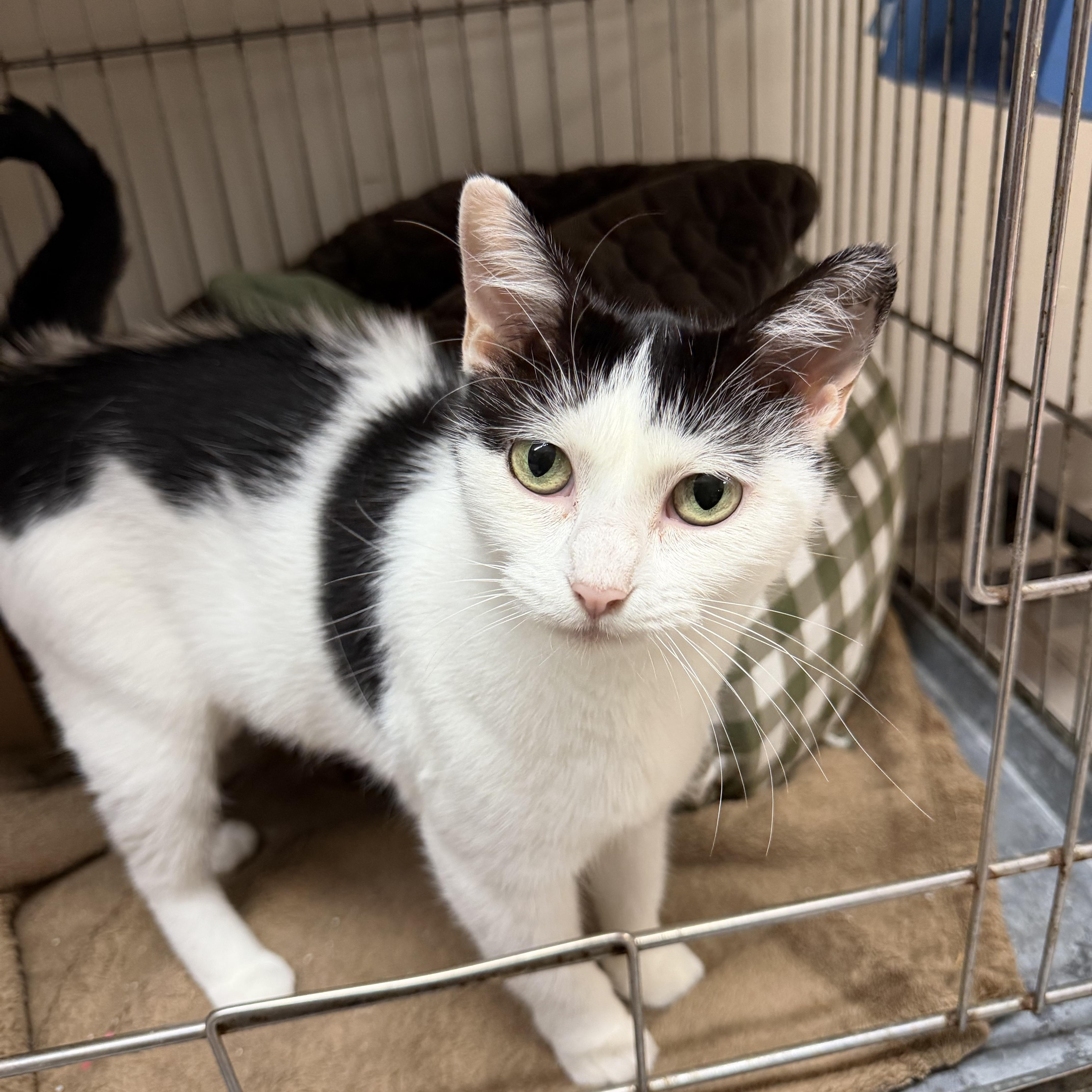 Enlarge Bailey & Meredith, an adoptable Domestic Short Hair in Madison, WI image 3/6
