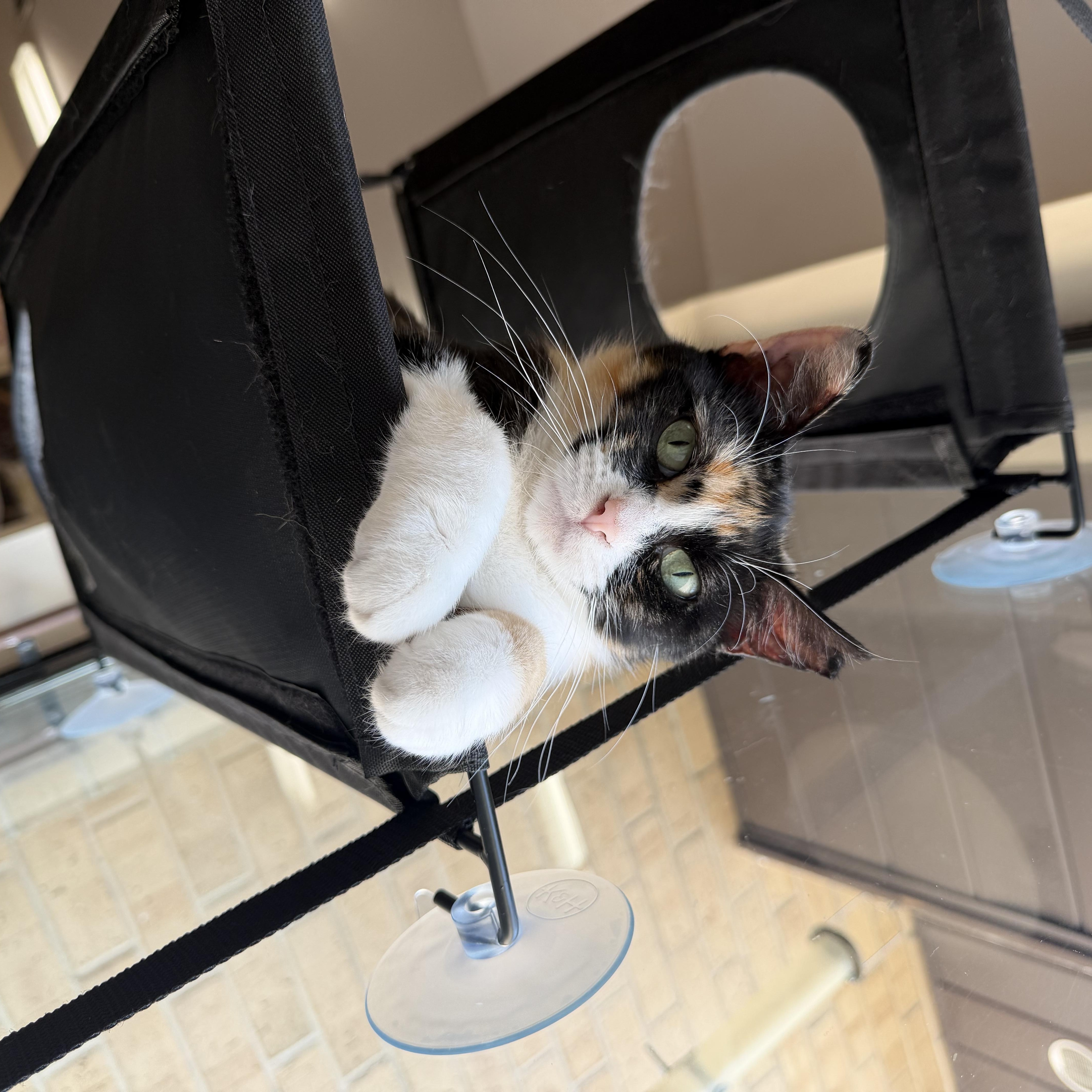 Enlarge Bailey & Meredith, an adoptable Domestic Short Hair in Madison, WI image 6/6