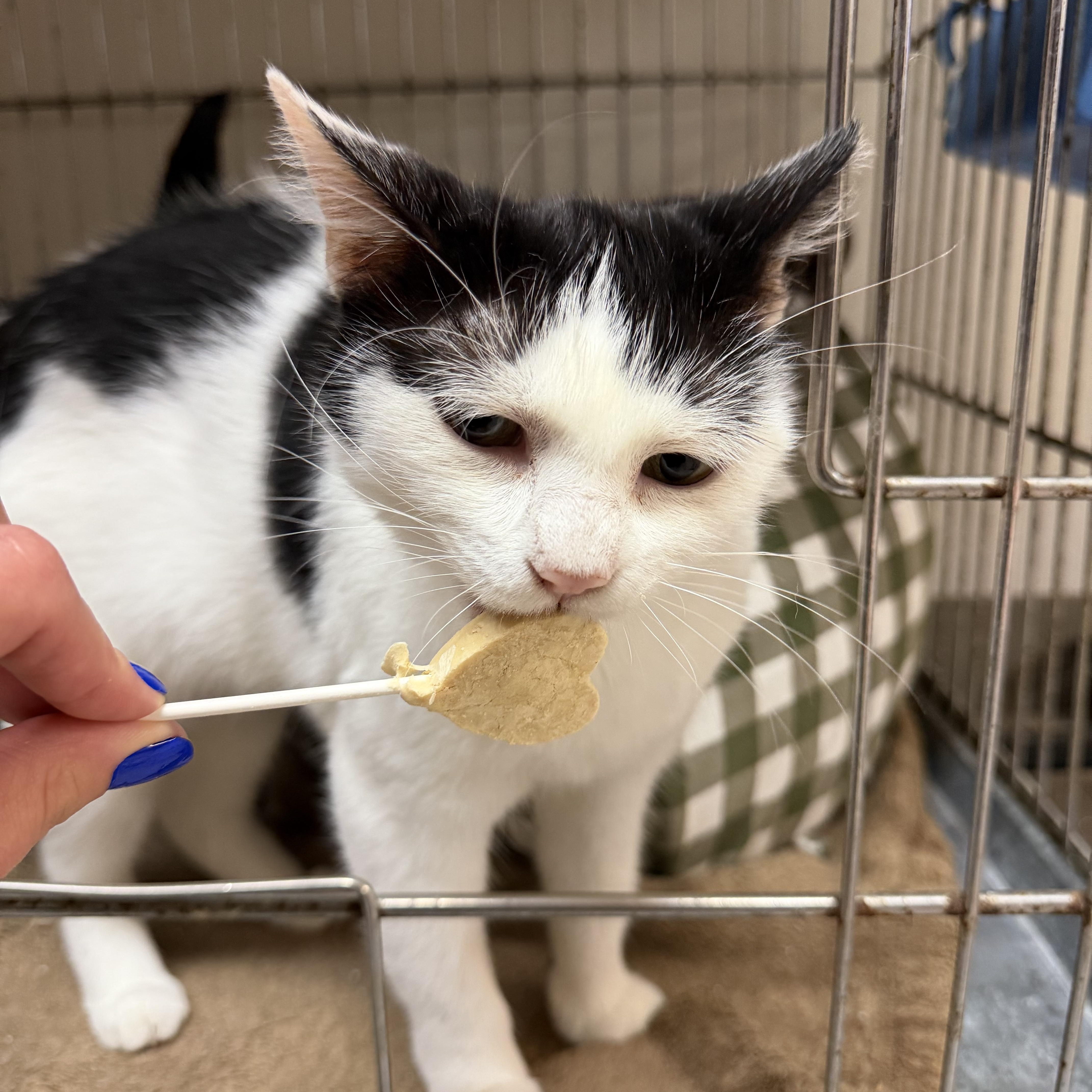 Enlarge Bailey & Meredith, an adoptable Domestic Short Hair in Madison, WI image 5/6