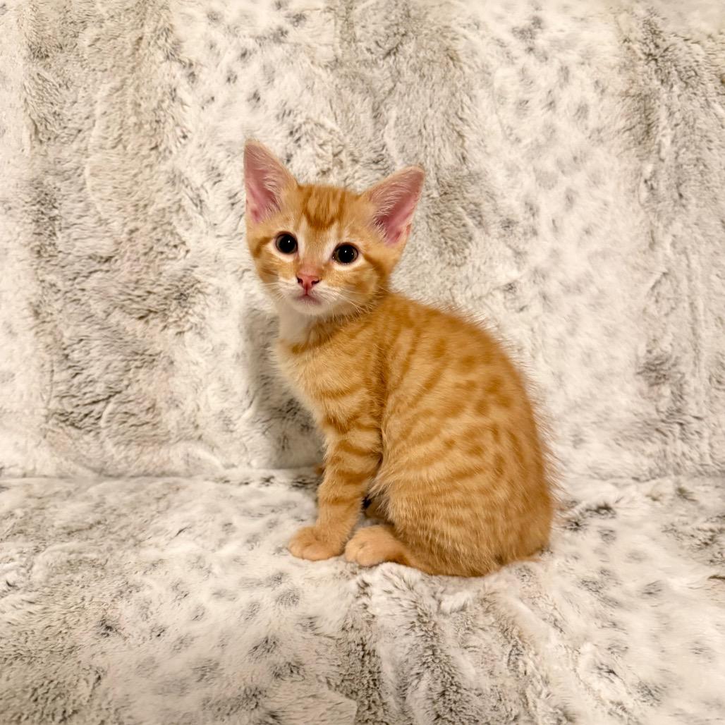 Enlarge Benjamin Oliver-EF, a Adoptable Domestic Short Hair in Tallahassee, FL image 1/1