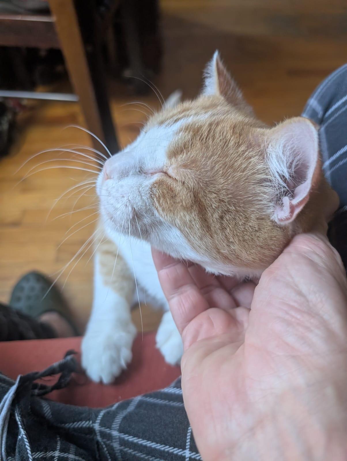 lil Gringo, a Adoptable Domestic Short Hair in New York, NY image 3/5