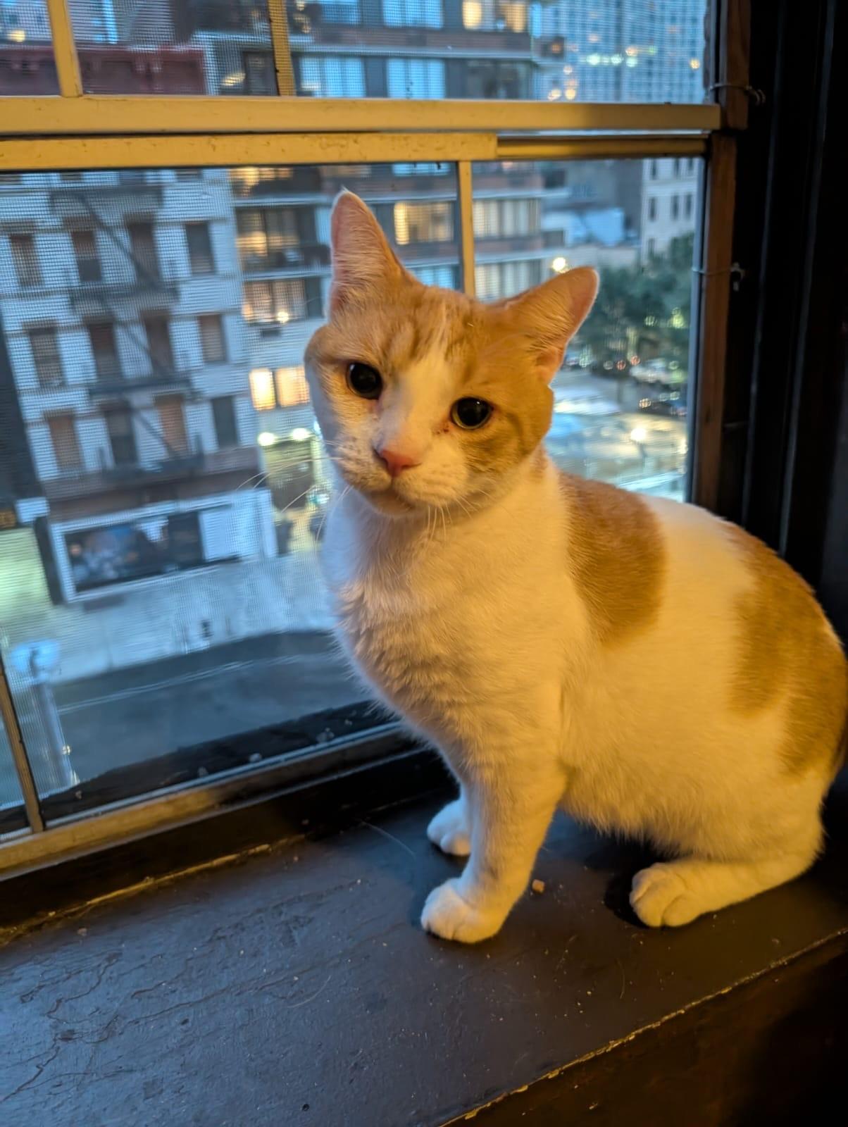 lil Gringo, a Adoptable Domestic Short Hair in New York, NY image 2/5