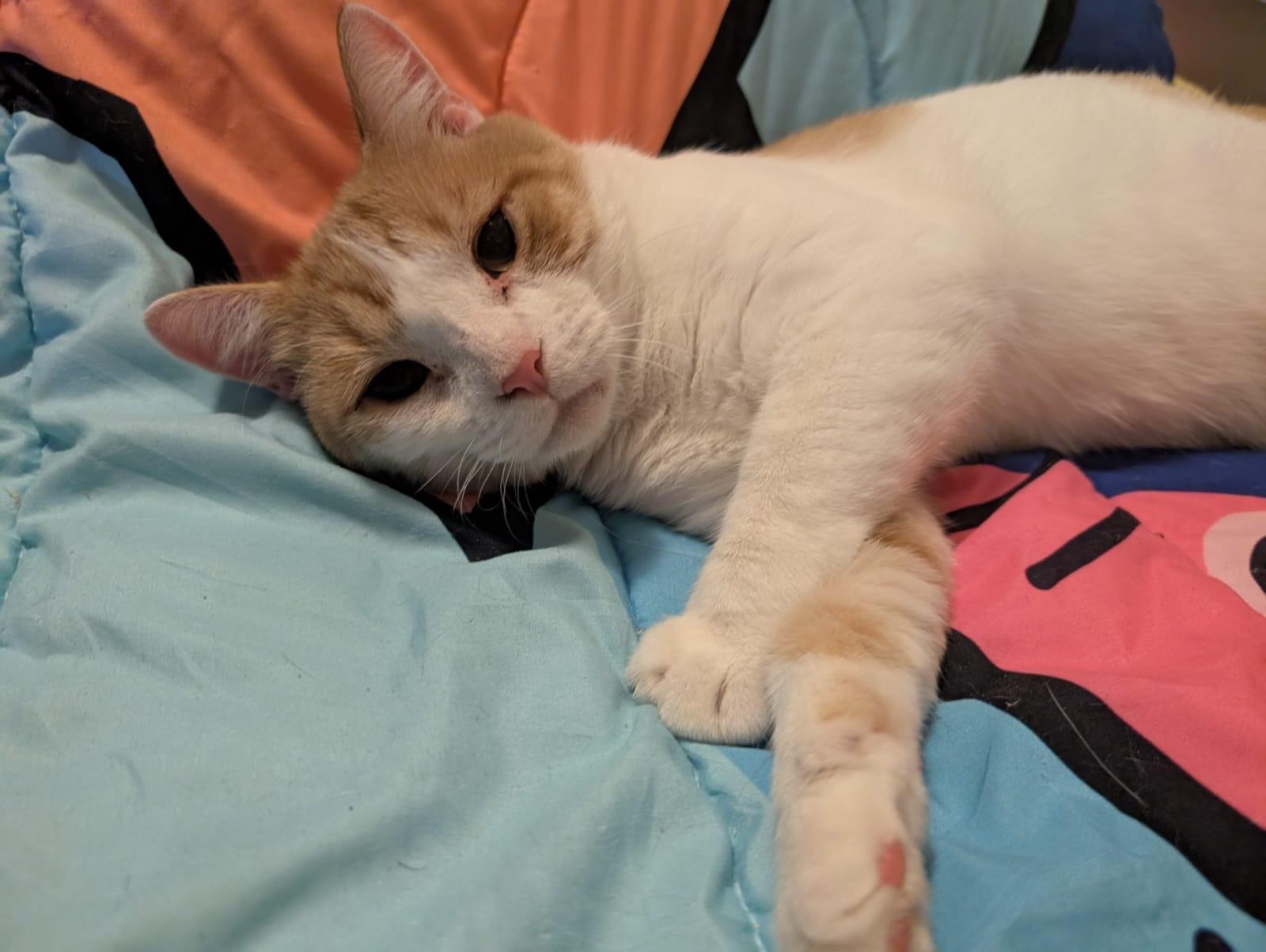 lil Gringo, a Adoptable Domestic Short Hair in New York, NY image 4/5