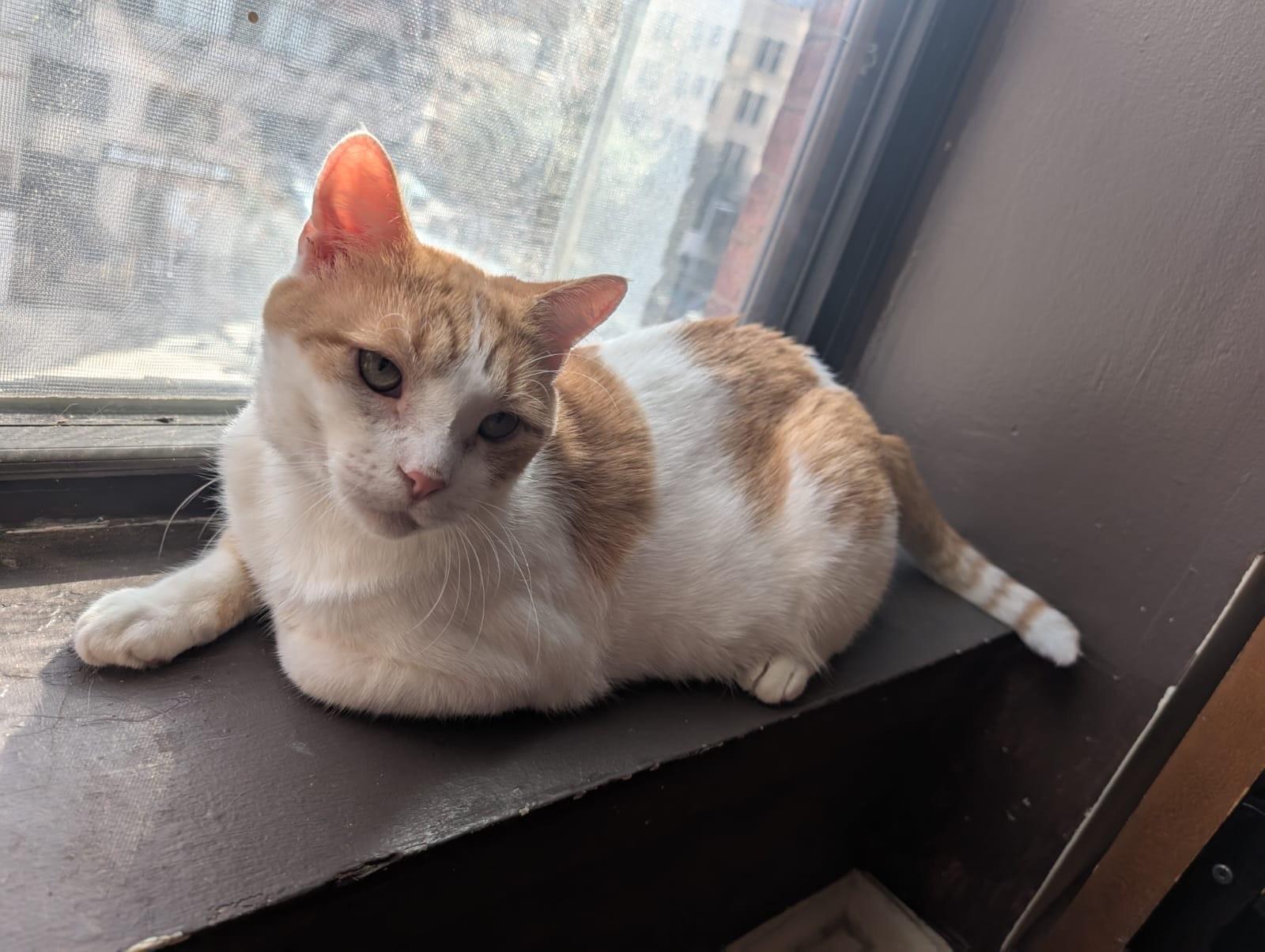 lil Gringo, a Adoptable Domestic Short Hair in New York, NY image 5/5