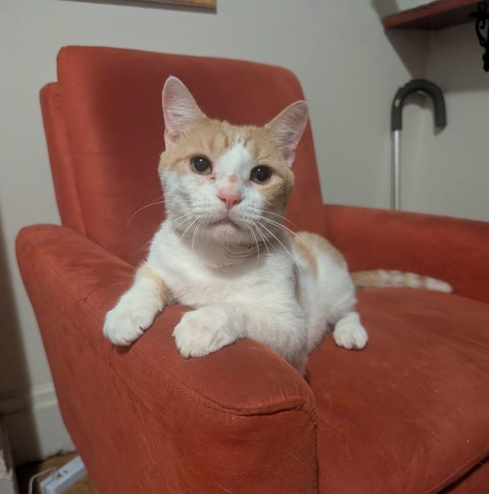 lil Gringo, a Adoptable Domestic Short Hair in New York, NY image 1/5