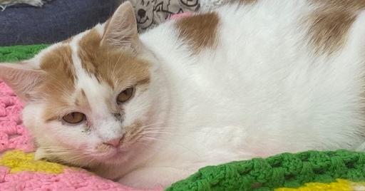 Myles, Adoptable, Adult Male Domestic Short Hair.