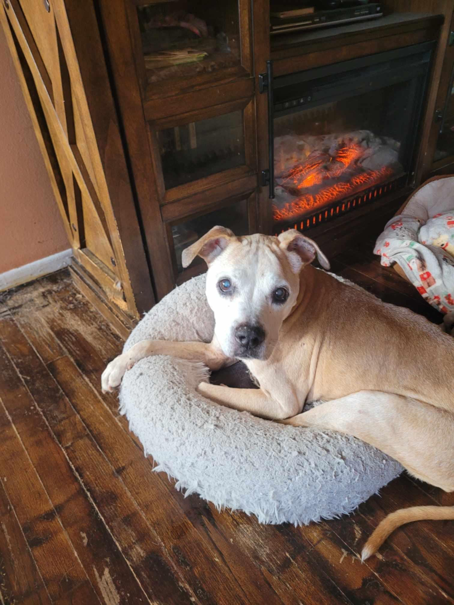 Synda (Please read my description thoroughly I am in a holistic rescue), Senior Female Pit Bull Terrier
