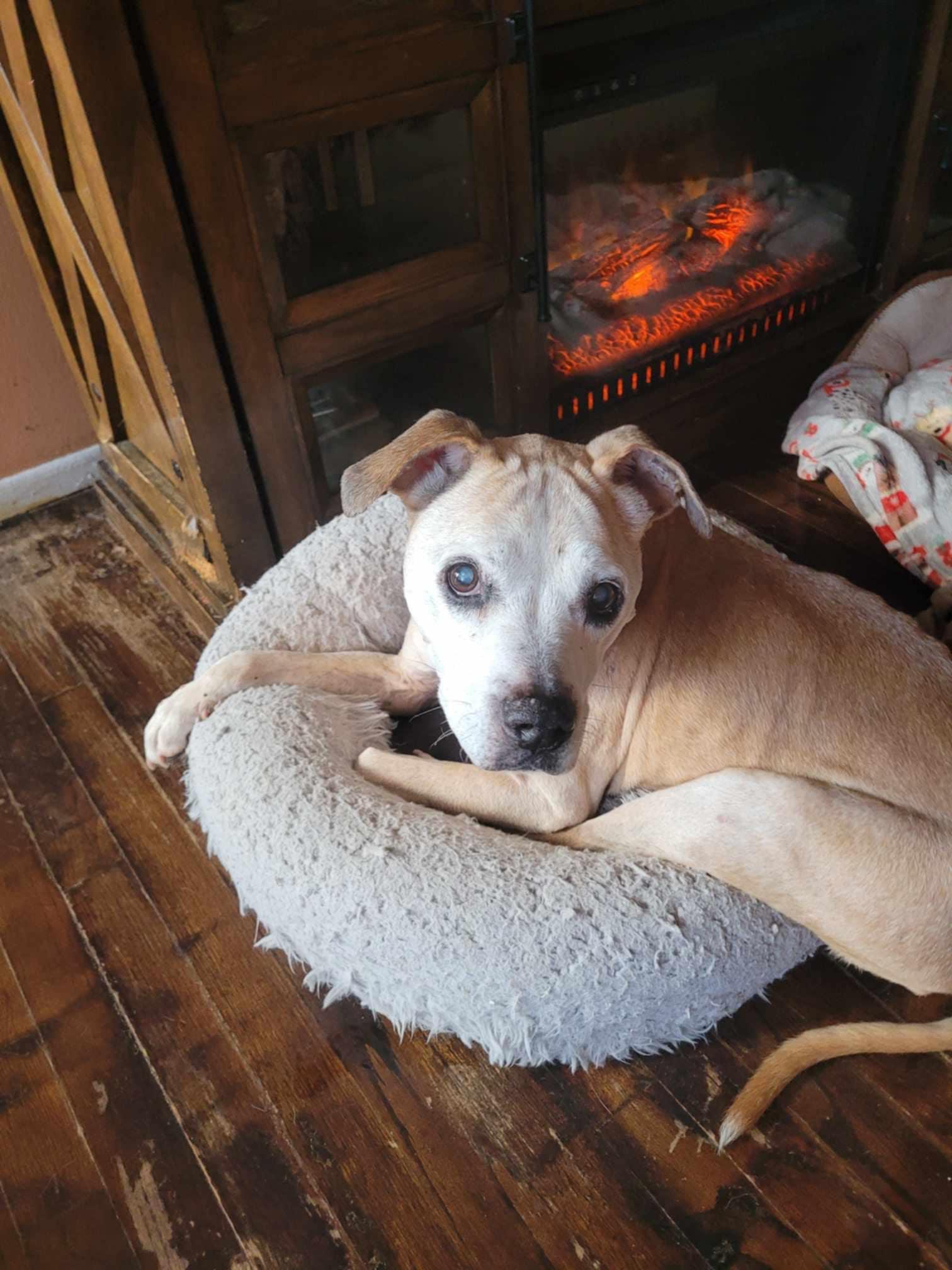 Synda (Please read my description thoroughly I am in a holistic rescue) photo 2