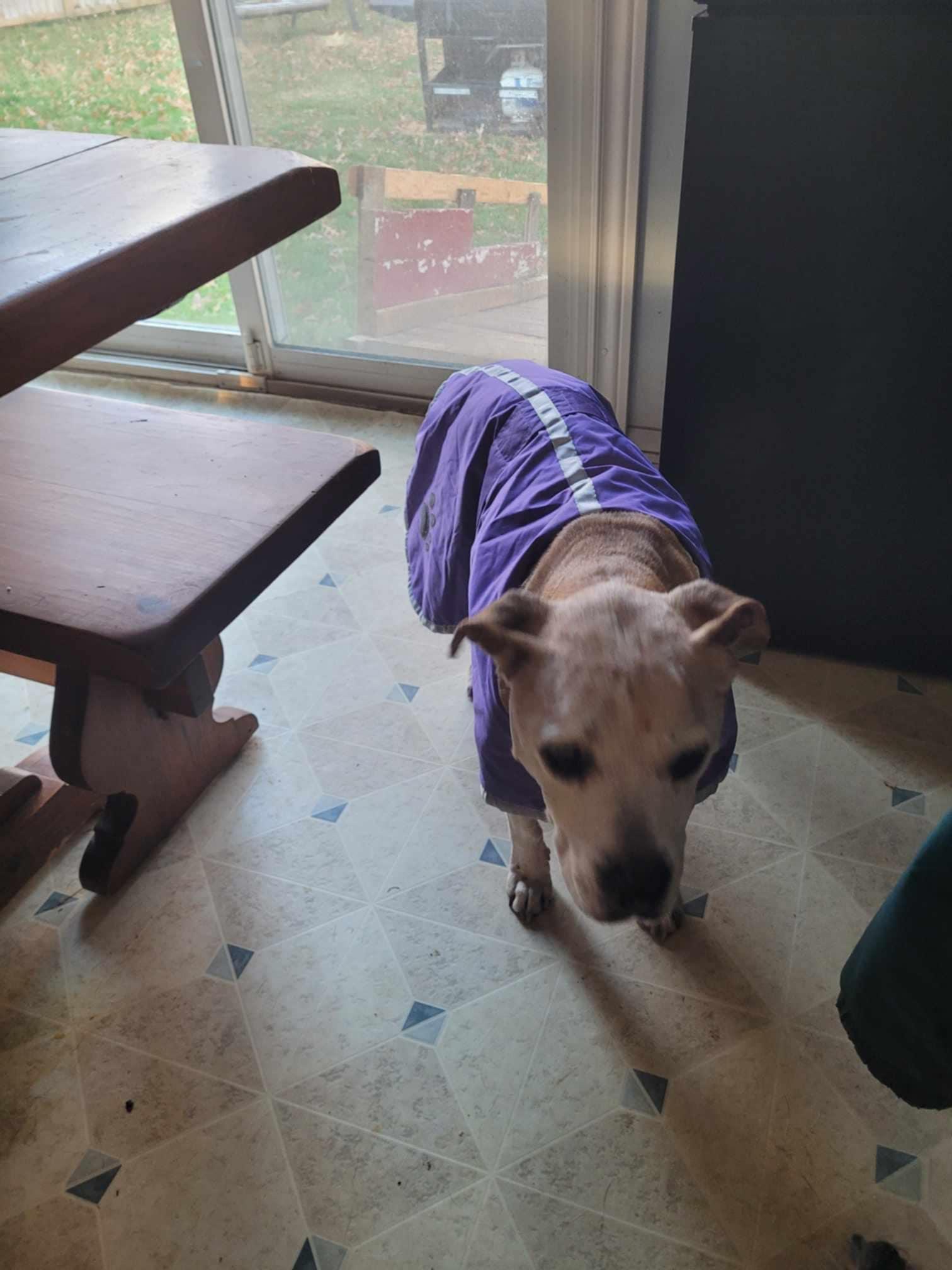 Synda (Please read my description thoroughly I am in a holistic rescue) photo 3