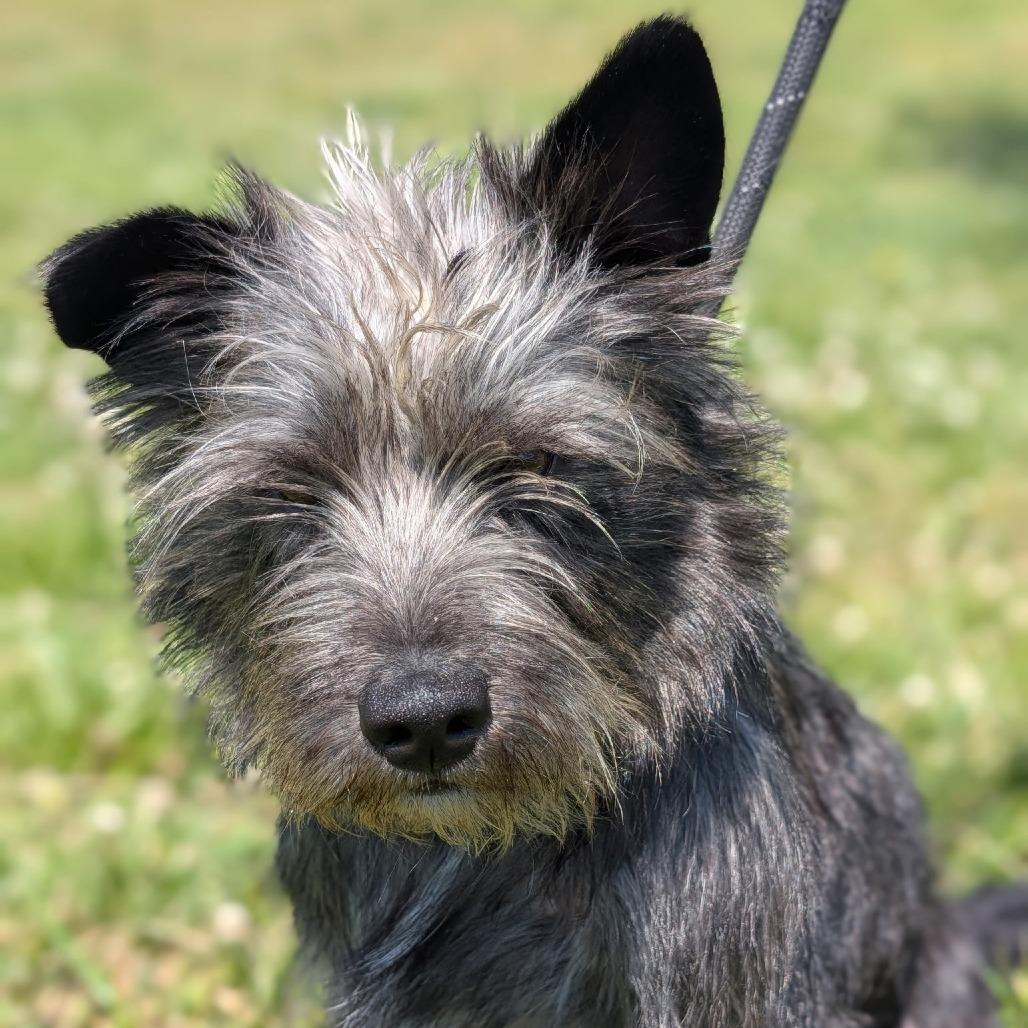 Gazpacho, Adoptable, Young Male Miniature Schnauzer & Yorkshire Terrier.
