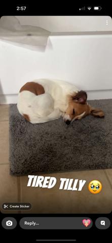 Tilly aka Maggie, Adoptable, Adult Female Dachshund & Terrier.