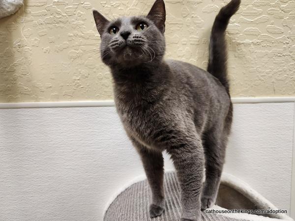 Bomba Cat — thumbnail 3