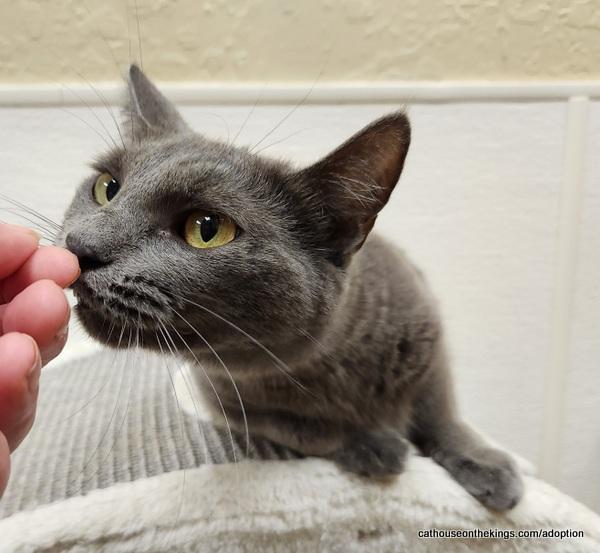 Bomba Cat — thumbnail 6