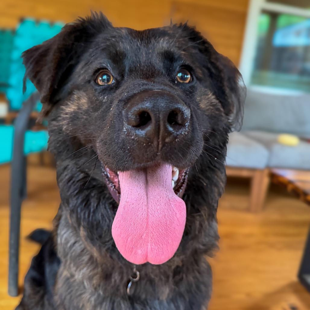 Enlarge Beau, a Adoptable mixed breed in Raleigh, NC image 1/6
