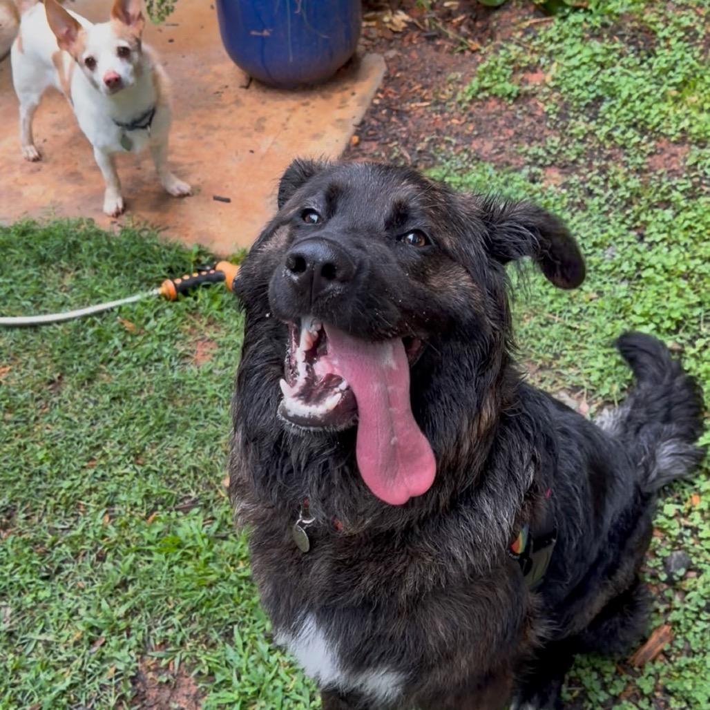 Beau, Adoptable, Adult Male Flat-Coated Retriever & Mixed Breed.