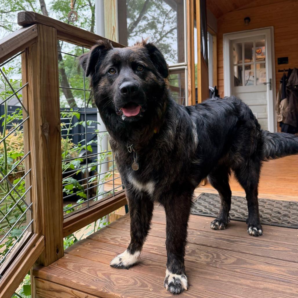 Enlarge Beau, a Adoptable mixed breed in Raleigh, NC image 2/6