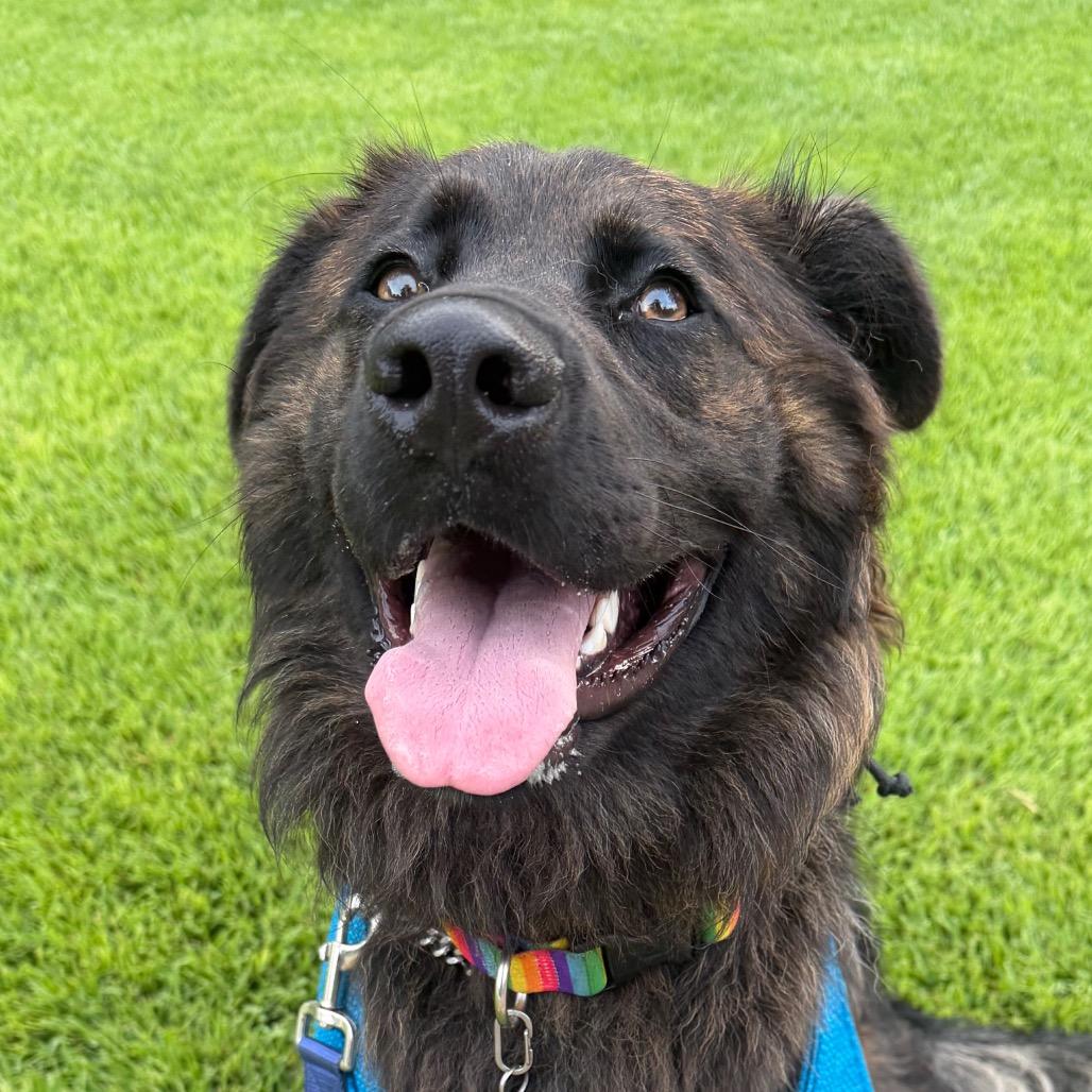 Enlarge Beau, a Adoptable mixed breed in Raleigh, NC image 3/6