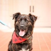 Enlarge Beau, a Adoptable mixed breed in Raleigh, NC image 4/6
