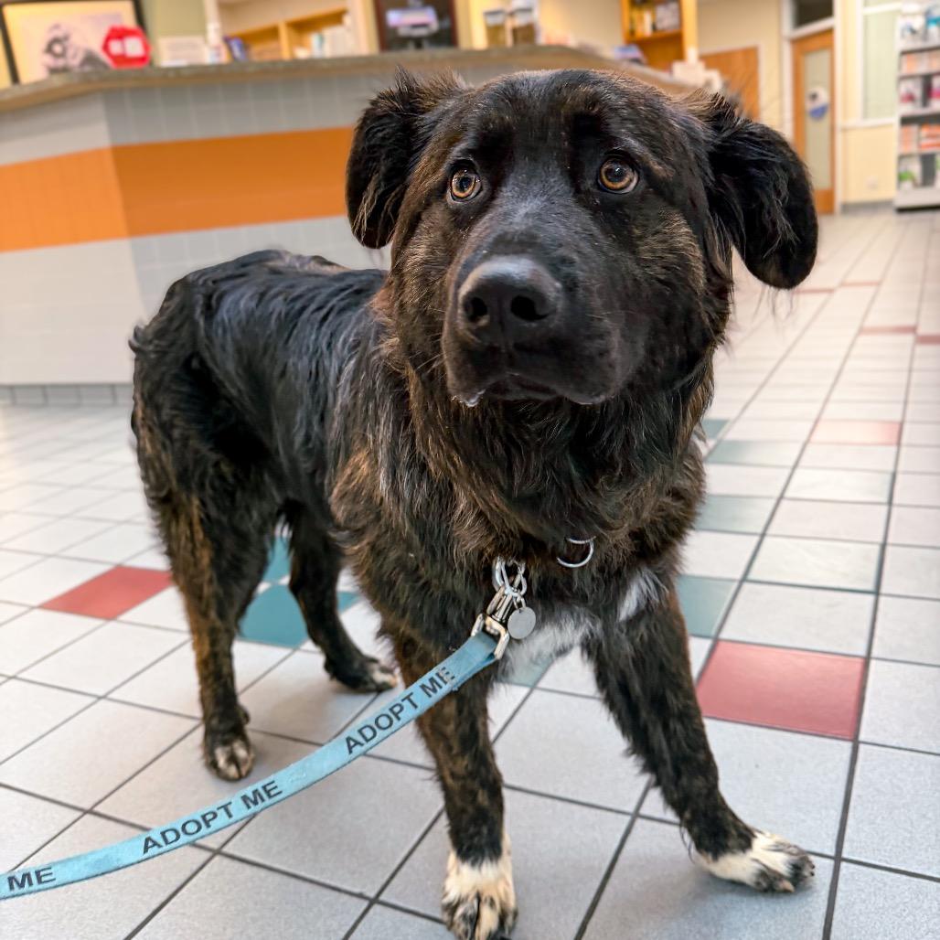 Enlarge Beau, a Adoptable mixed breed in Raleigh, NC image 5/6