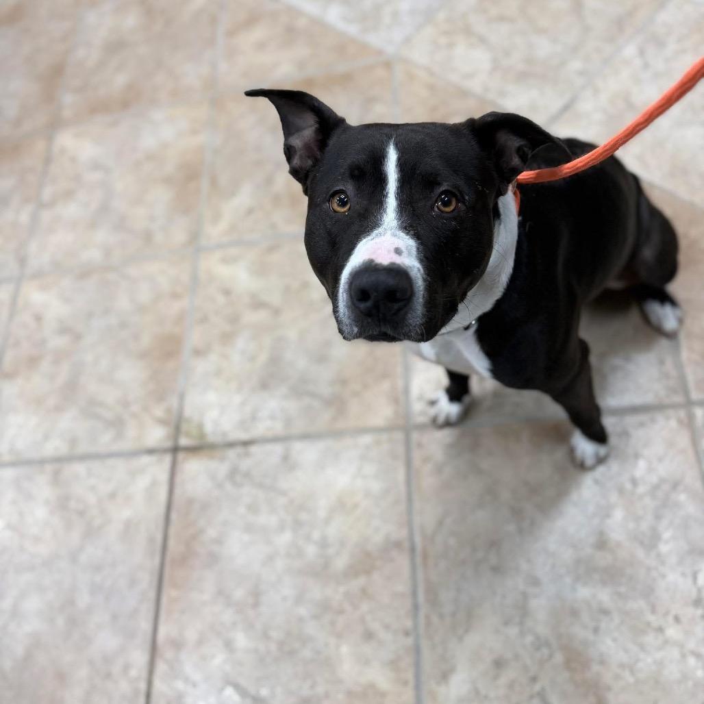 Enlarge Champ, a Adoptable Pit Bull Terrier in Collinsville , OK image 1/1