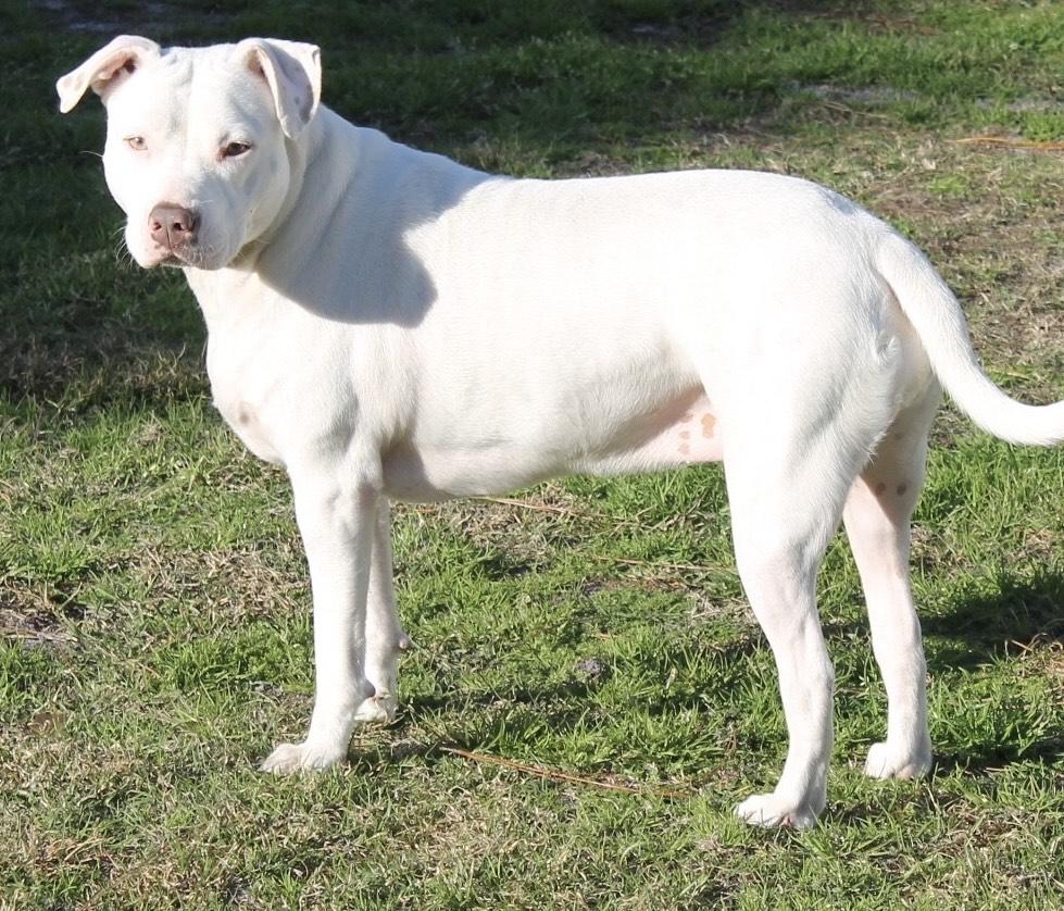 Enlarge GLORYY, a Adoptable Bulldog in Jacksonville, FL image 1/1