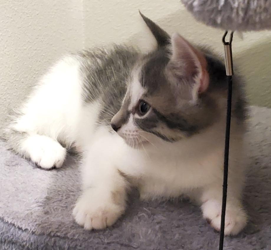 Linguini, Baby Female unknown