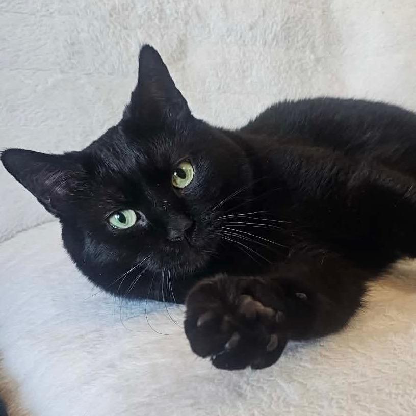 Chase, Adoptable, Adult Male Domestic Short Hair.