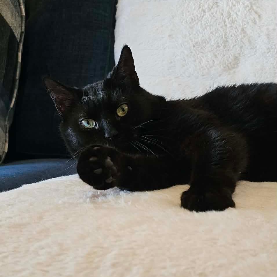 Enlarge Chase, a Adoptable Domestic Short Hair in HUNTERSVILLE, NC image 2/5