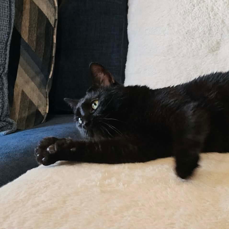 Enlarge Chase, a Adoptable Domestic Short Hair in HUNTERSVILLE, NC image 3/5