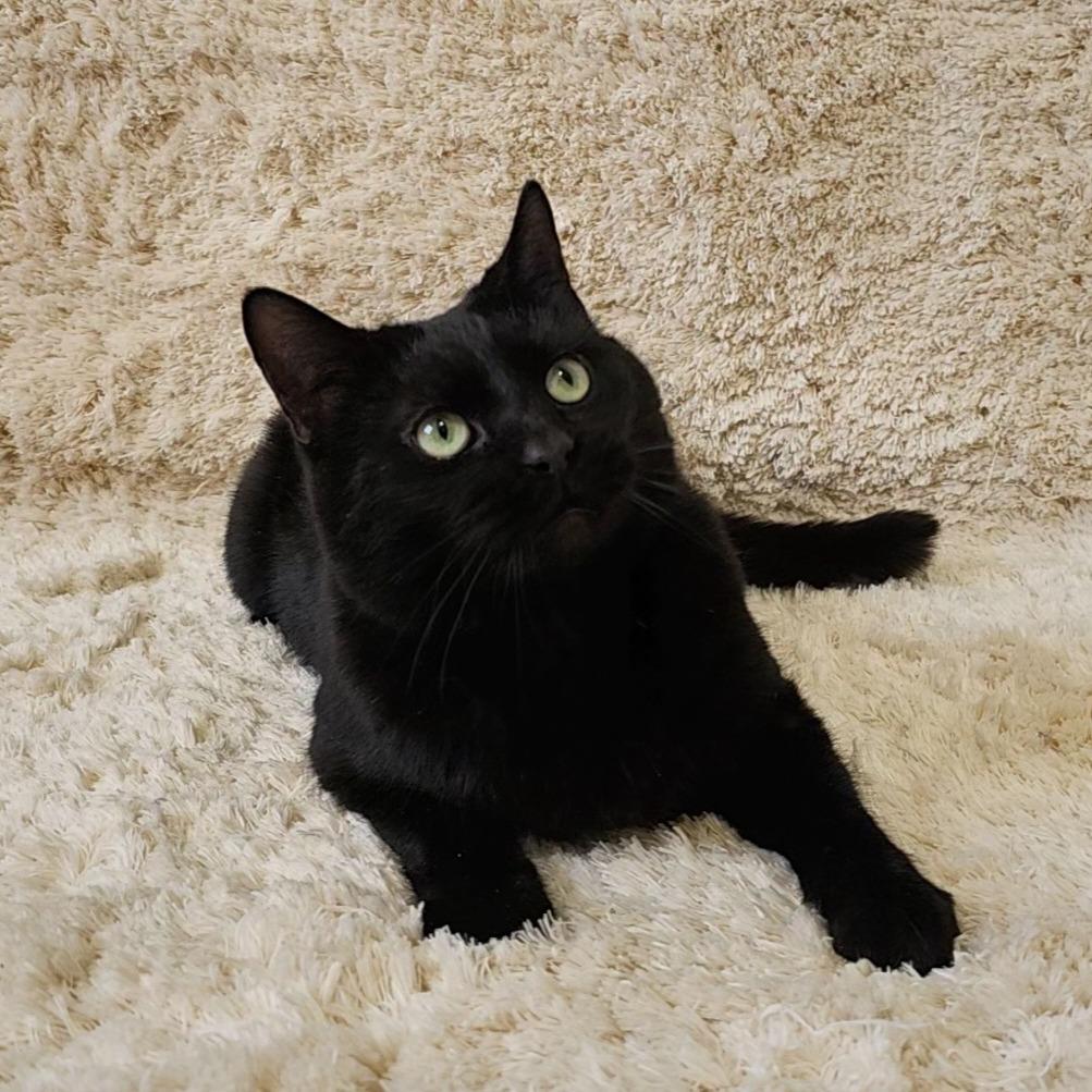 Chase, Adoptable, Adult Male Domestic Short Hair.