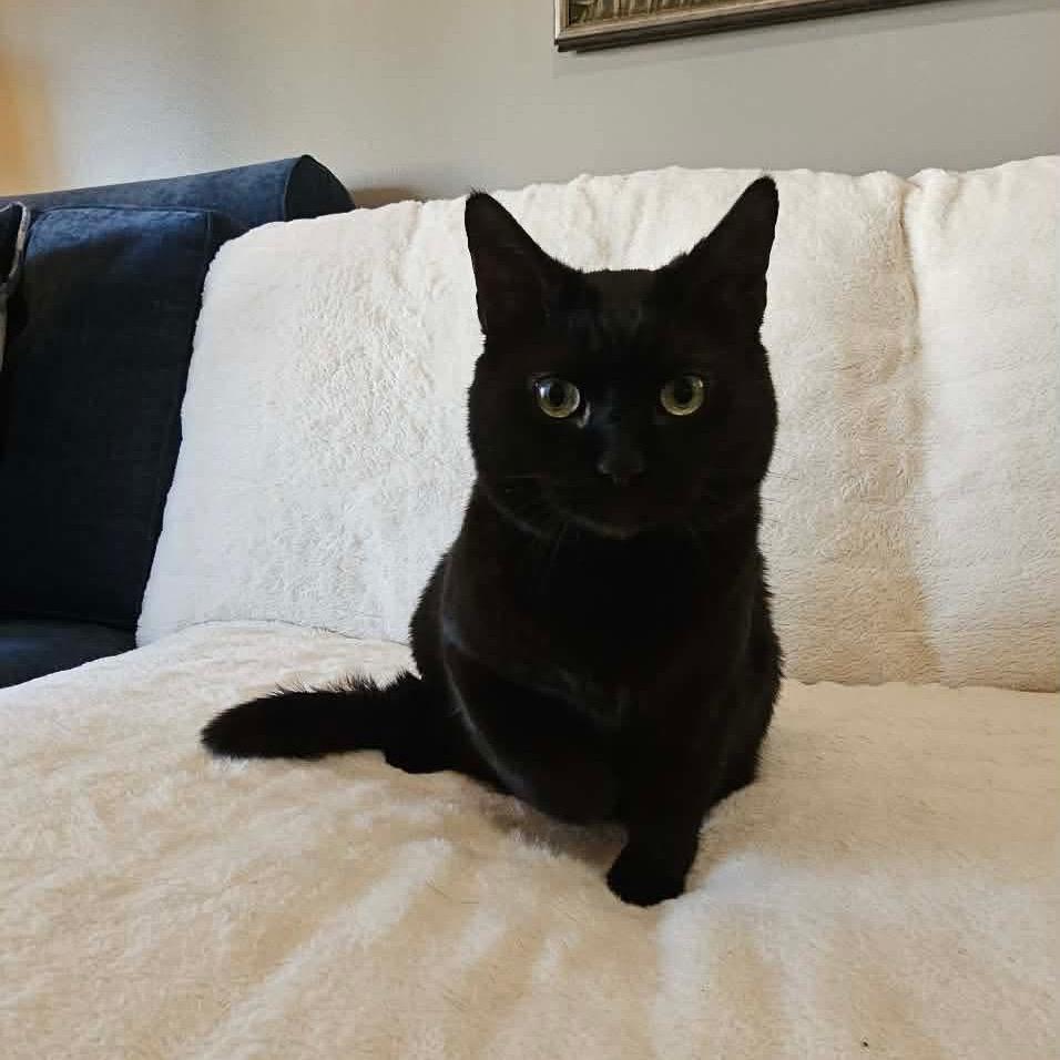 Enlarge Chase, a Adoptable Domestic Short Hair in HUNTERSVILLE, NC image 5/5