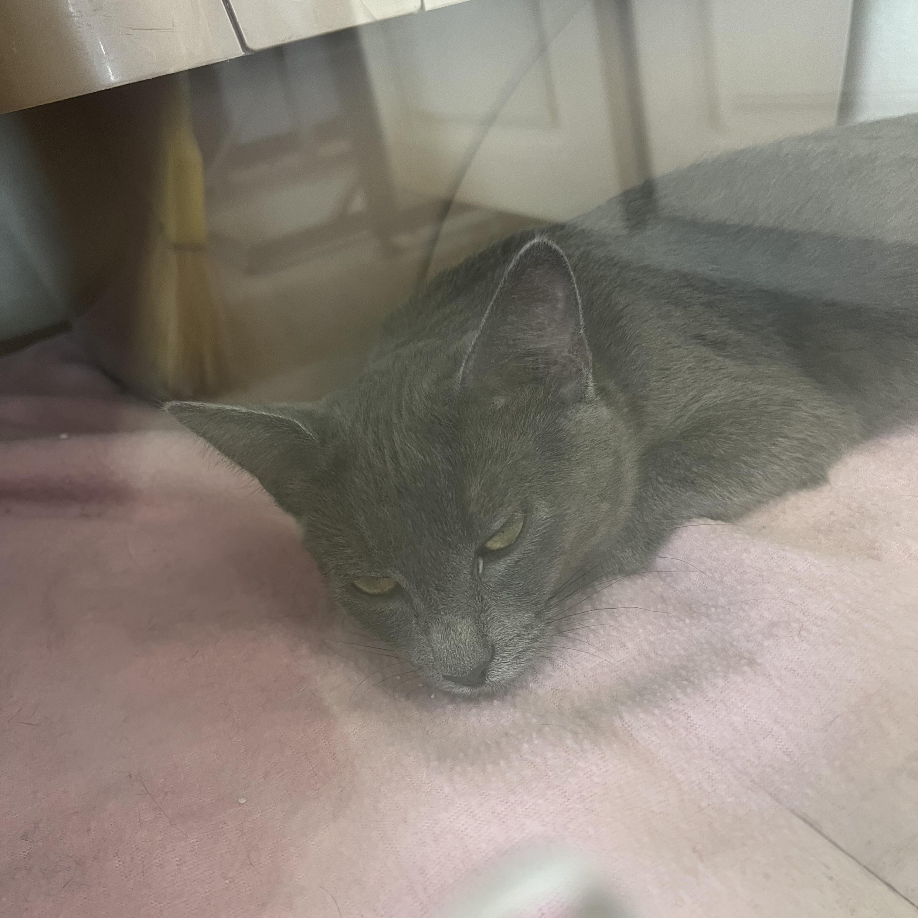 Enlarge Aurora and Dahlia, a Adoptable Domestic Short Hair in Moline, IL image 4/4