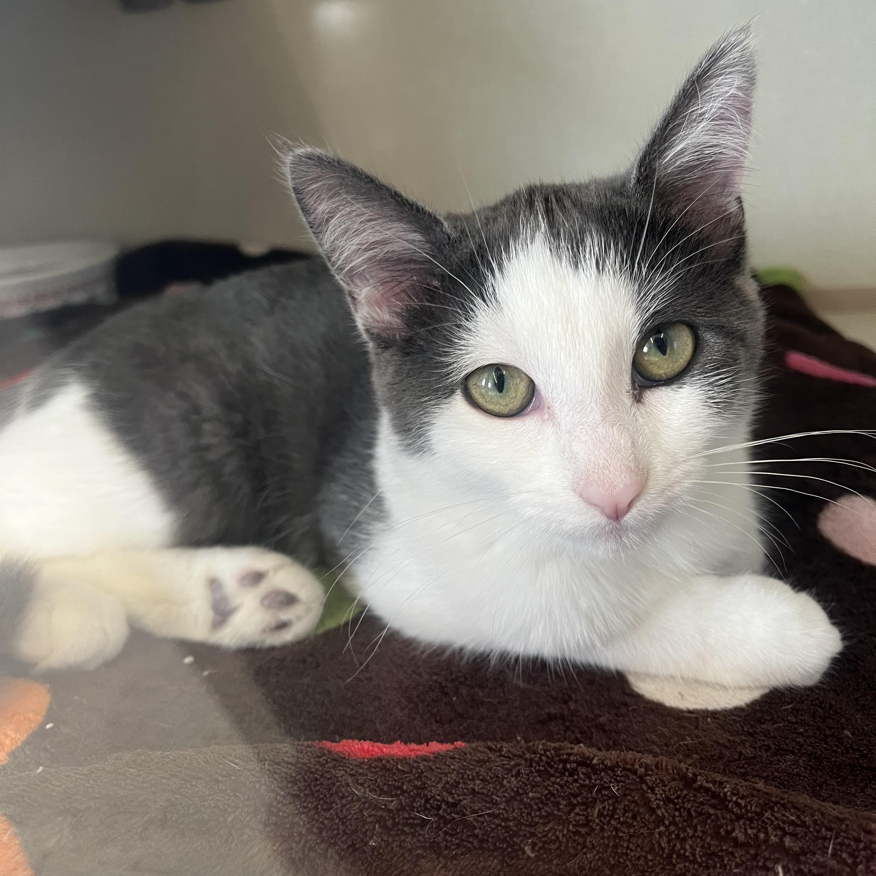 Aurora and Dahlia, Adoptable, Kitten Female Domestic Short Hair.