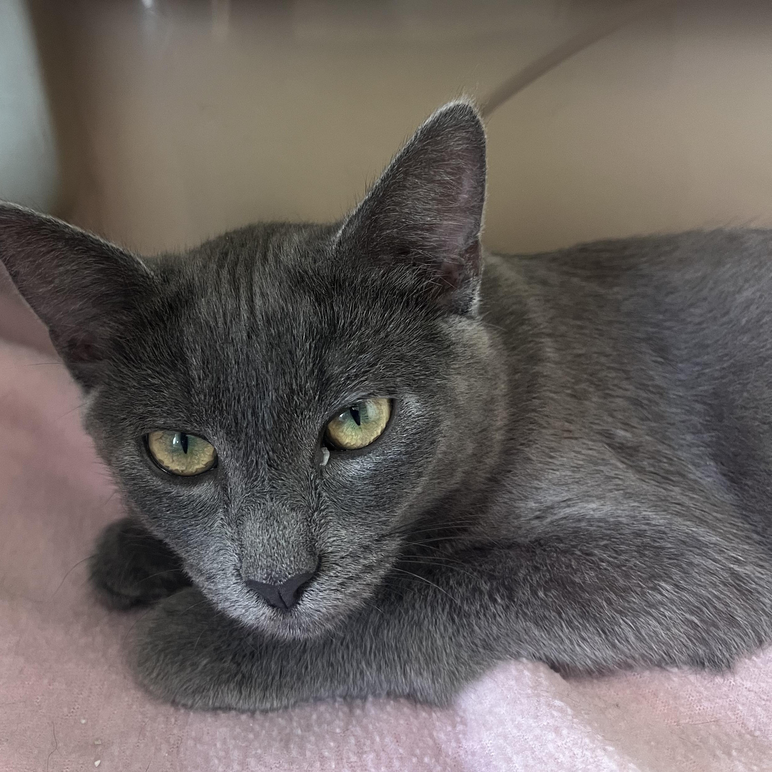 Enlarge Aurora and Dahlia, a Adoptable Domestic Short Hair in Moline, IL image 2/4