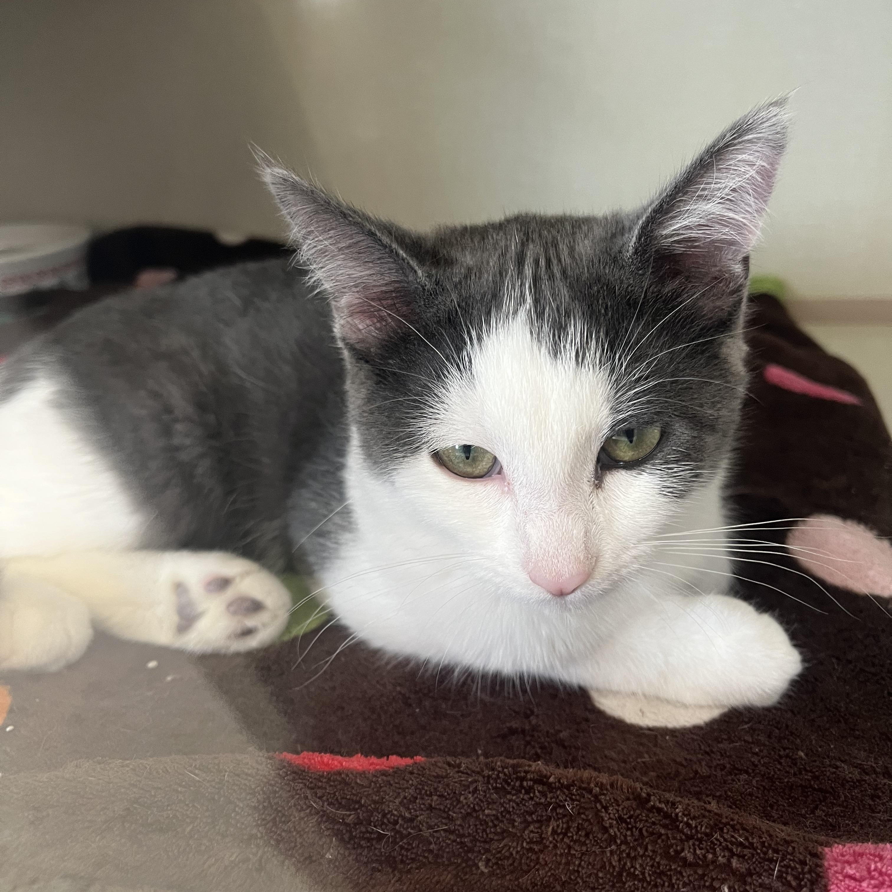 Enlarge Aurora and Dahlia, a Adoptable Domestic Short Hair in Moline, IL image 3/4