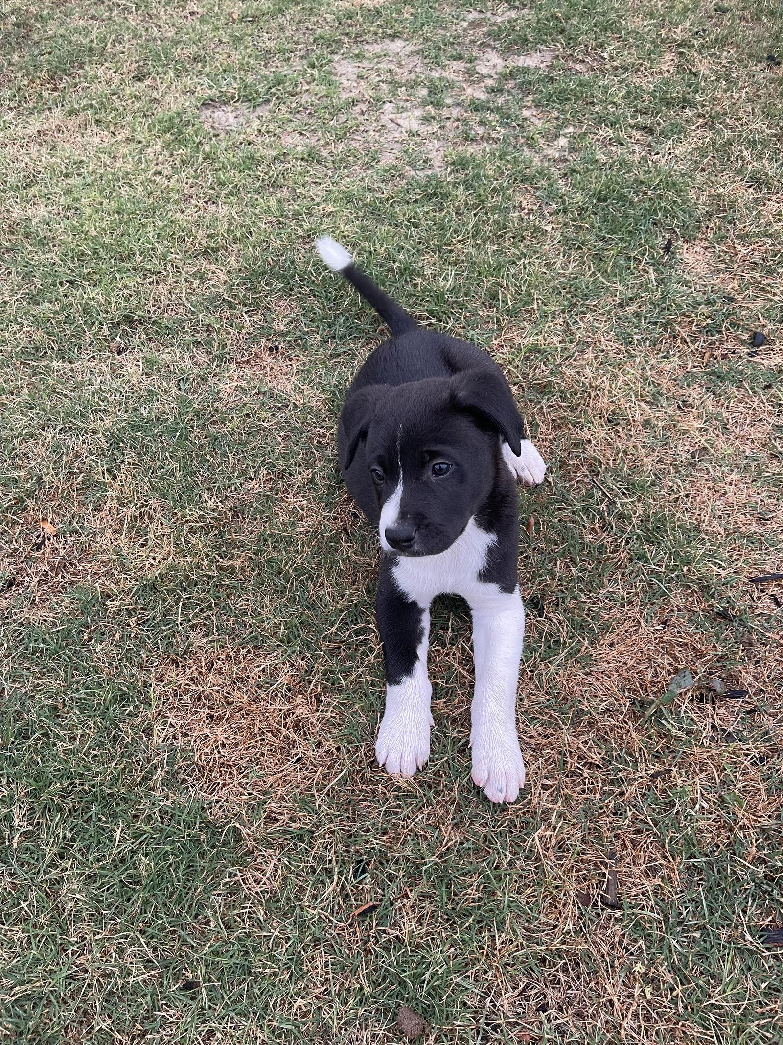 Maverick, Adoptable, Puppy Male Black Labrador Retriever & Border Collie.