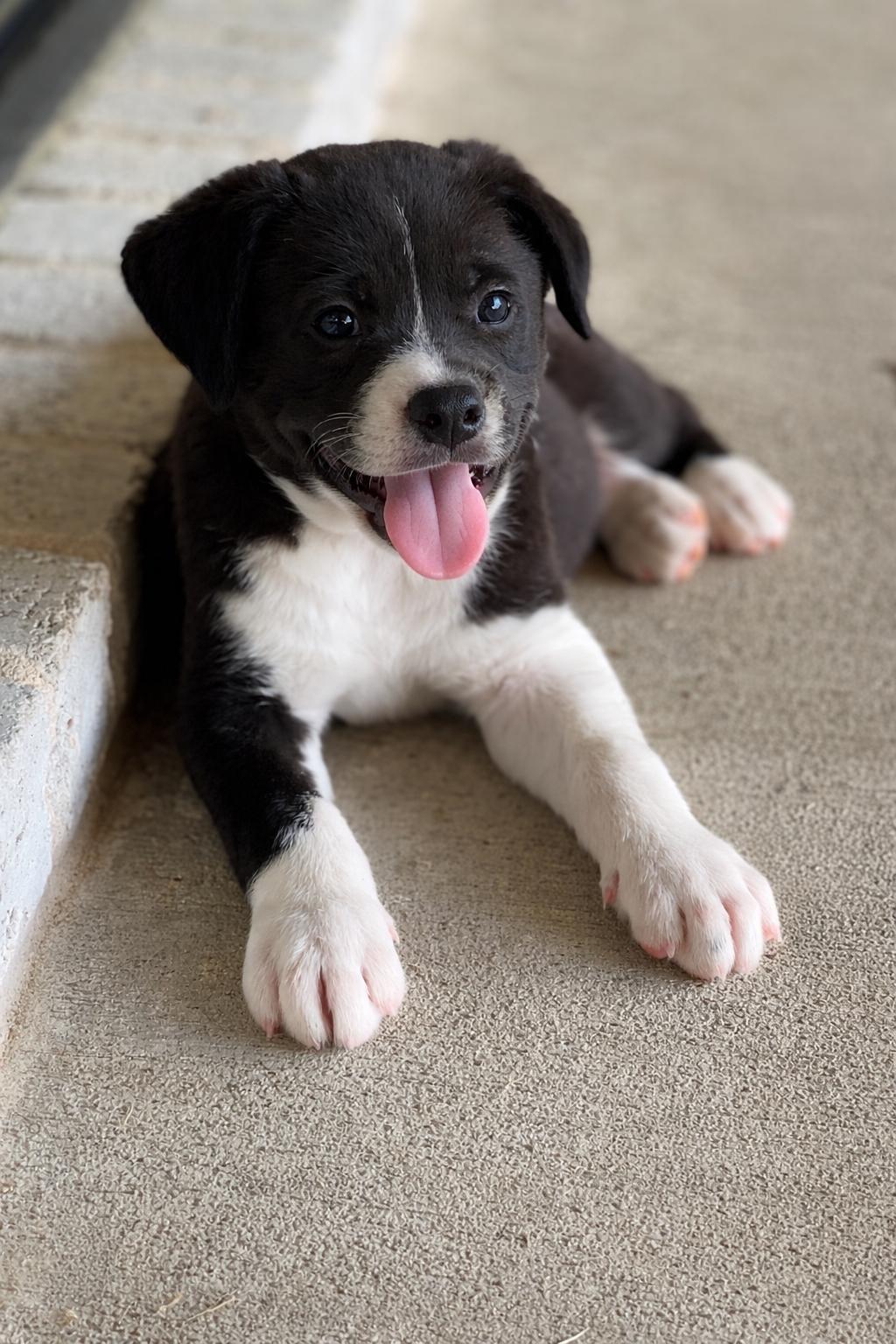 Enlarge Maverick, a Adoptable mixed breed in Dallas, TX image 2/3