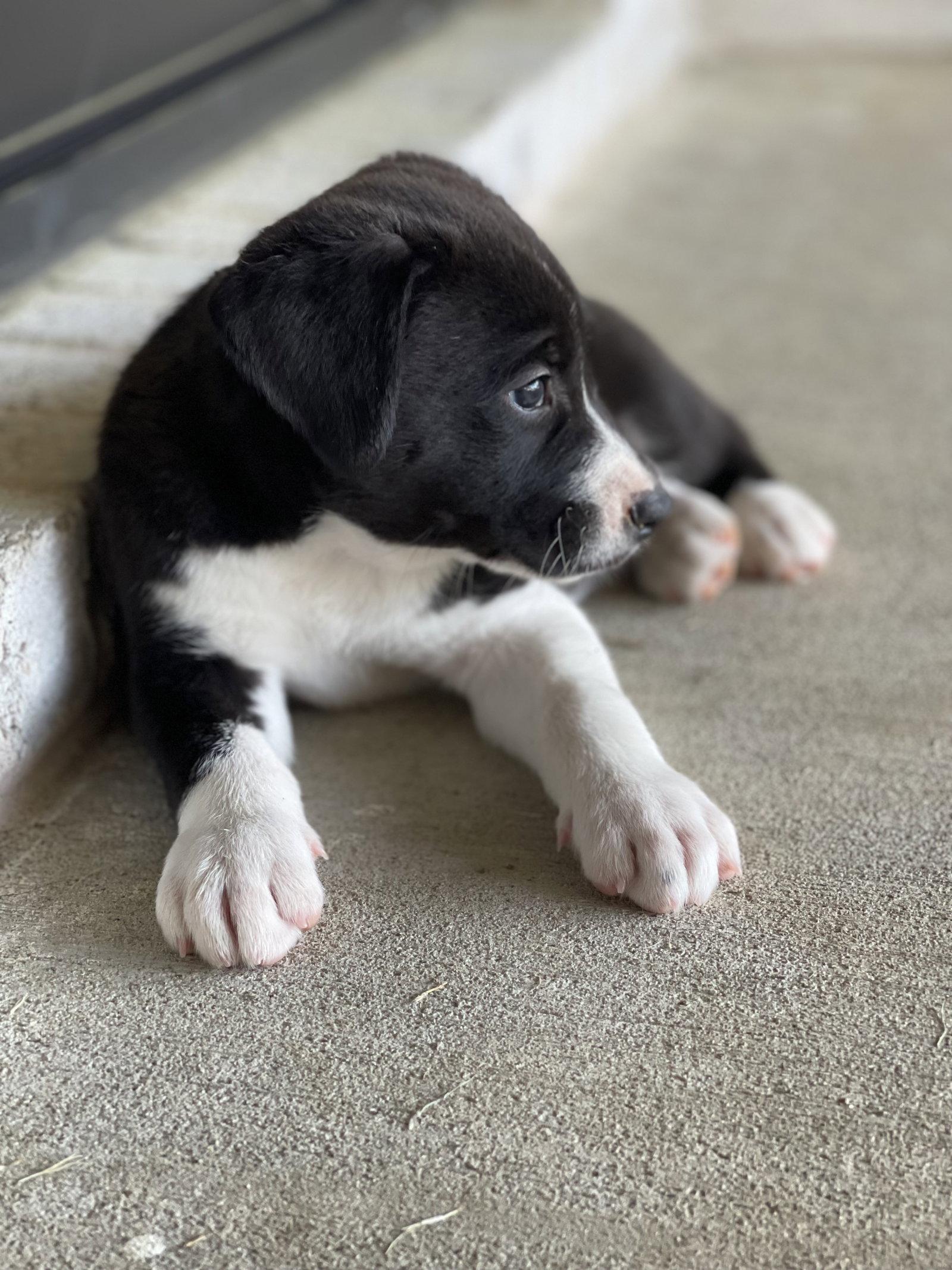 Enlarge Maverick, a Adoptable mixed breed in Dallas, TX image 3/3