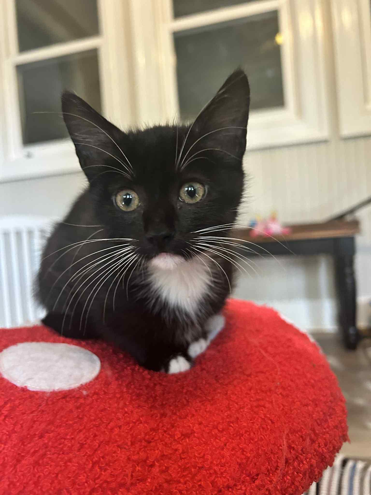 Raya, a Adoptable Domestic Short Hair in Mount Pleasant, SC image 2/2