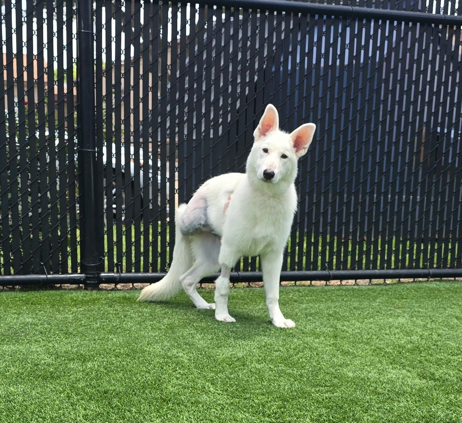 Ary, a Adoptable German Shepherd Dog in Chester, VA image 1/5