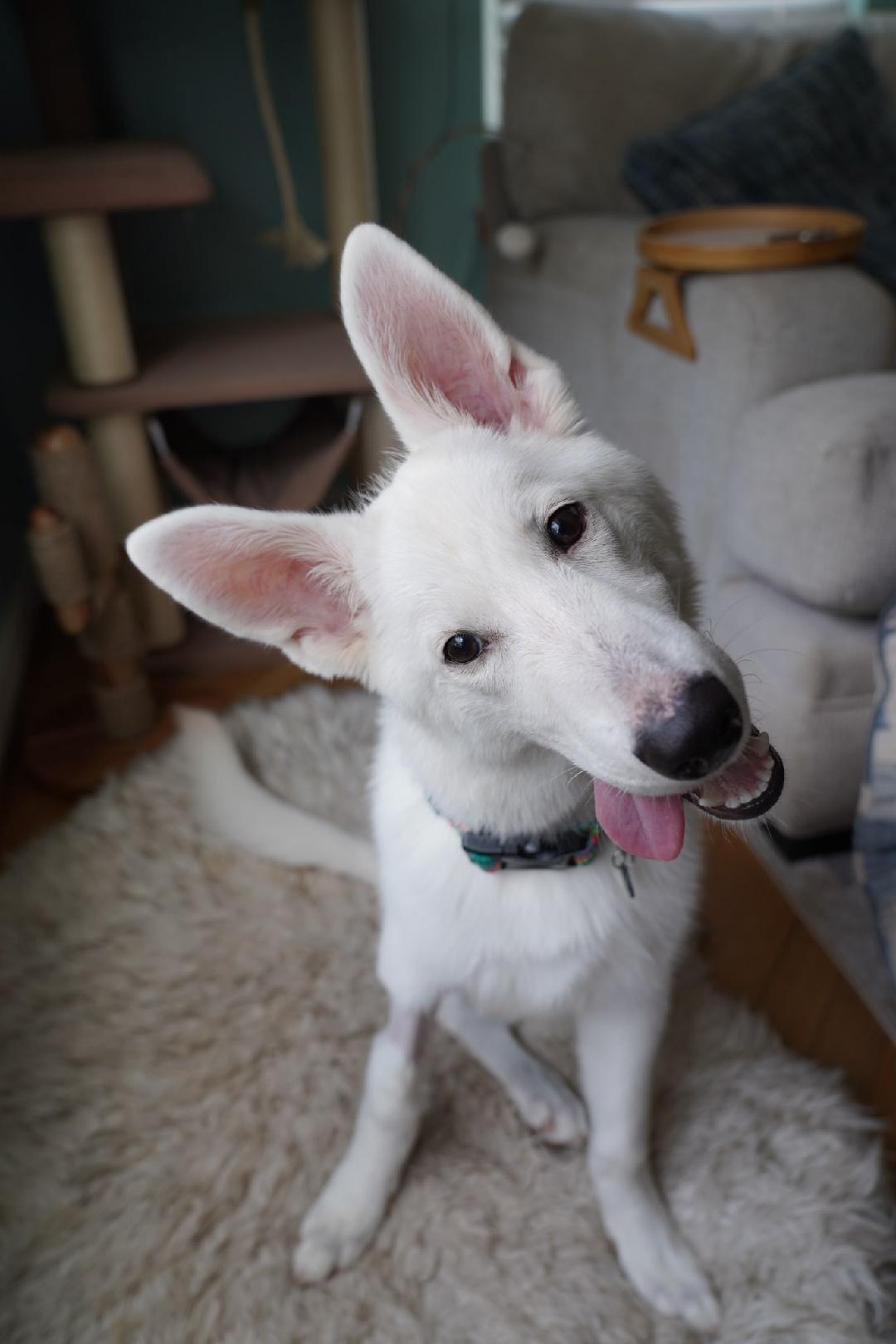 Ary, a Adoptable German Shepherd Dog in Chester, VA image 2/5