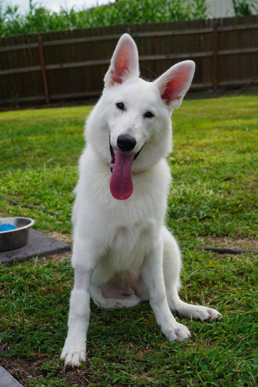 Ary, Adoptable, Young Female German Shepherd Dog.