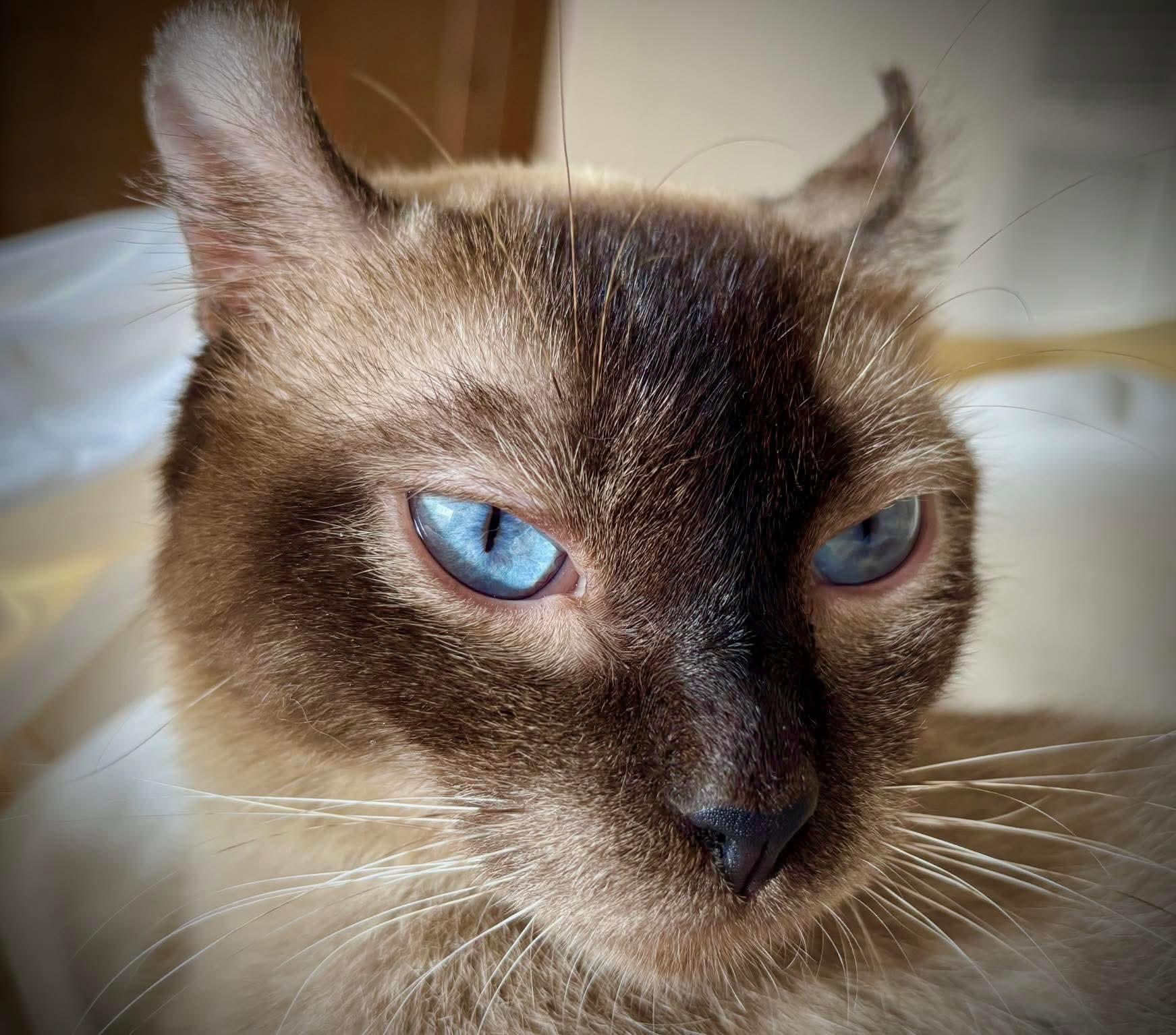 Enlarge Daisy, a Adopted Highland Fold in Kirkland, QC image 1/1