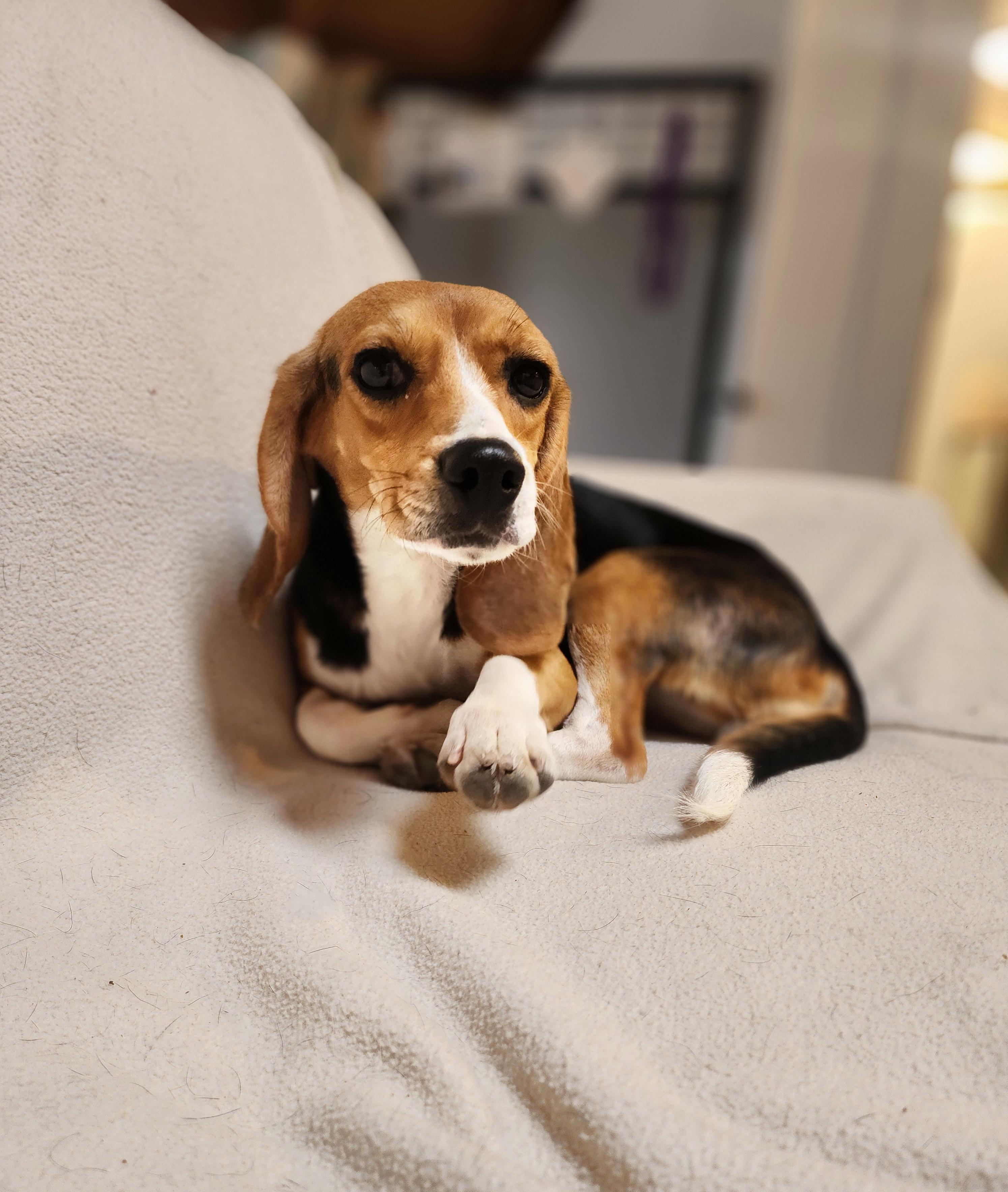 Tippy, an adoptable Beagle in Hartville, WY, 82215 | Photo Image 4