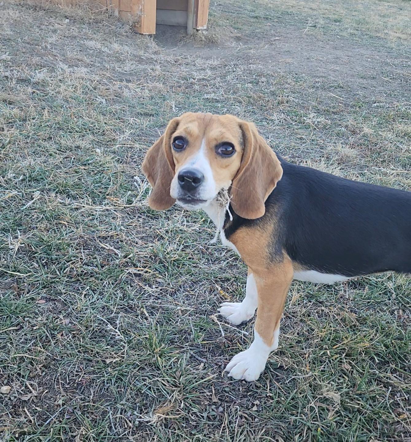 Tippy, an adoptable Beagle in Hartville, WY, 82215 | Photo Image 1