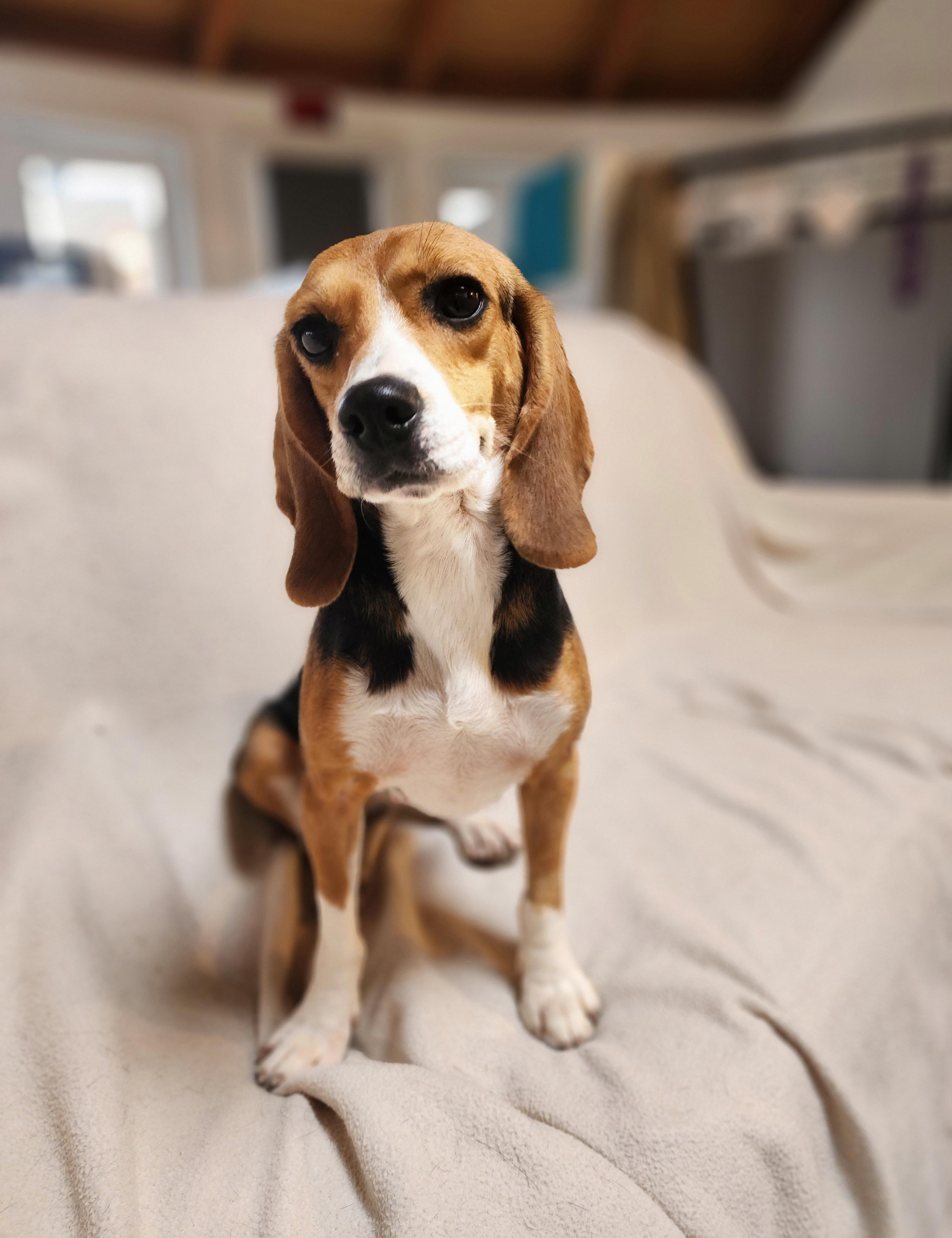 Tippy, an adoptable Beagle in Hartville, WY, 82215 | Photo Image 3
