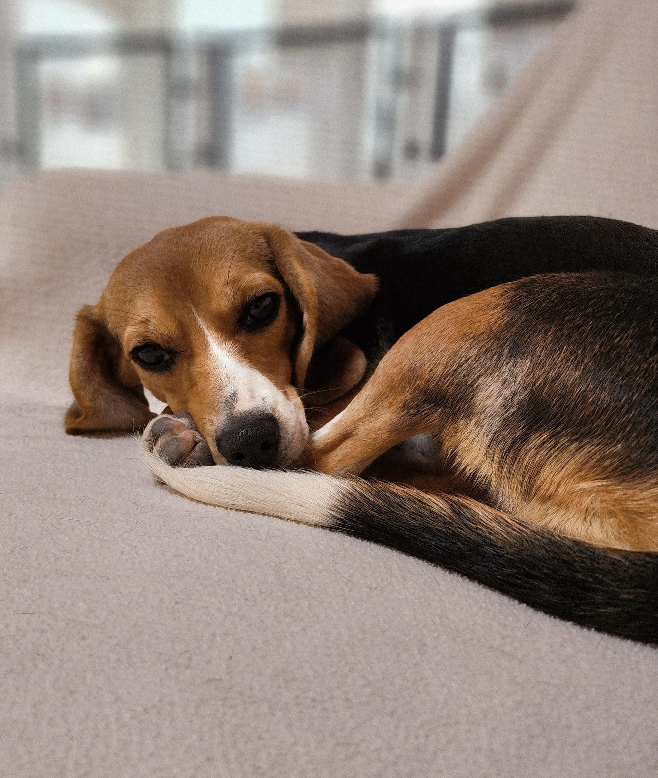 Tippy, an adoptable Beagle in Hartville, WY, 82215 | Photo Image 2