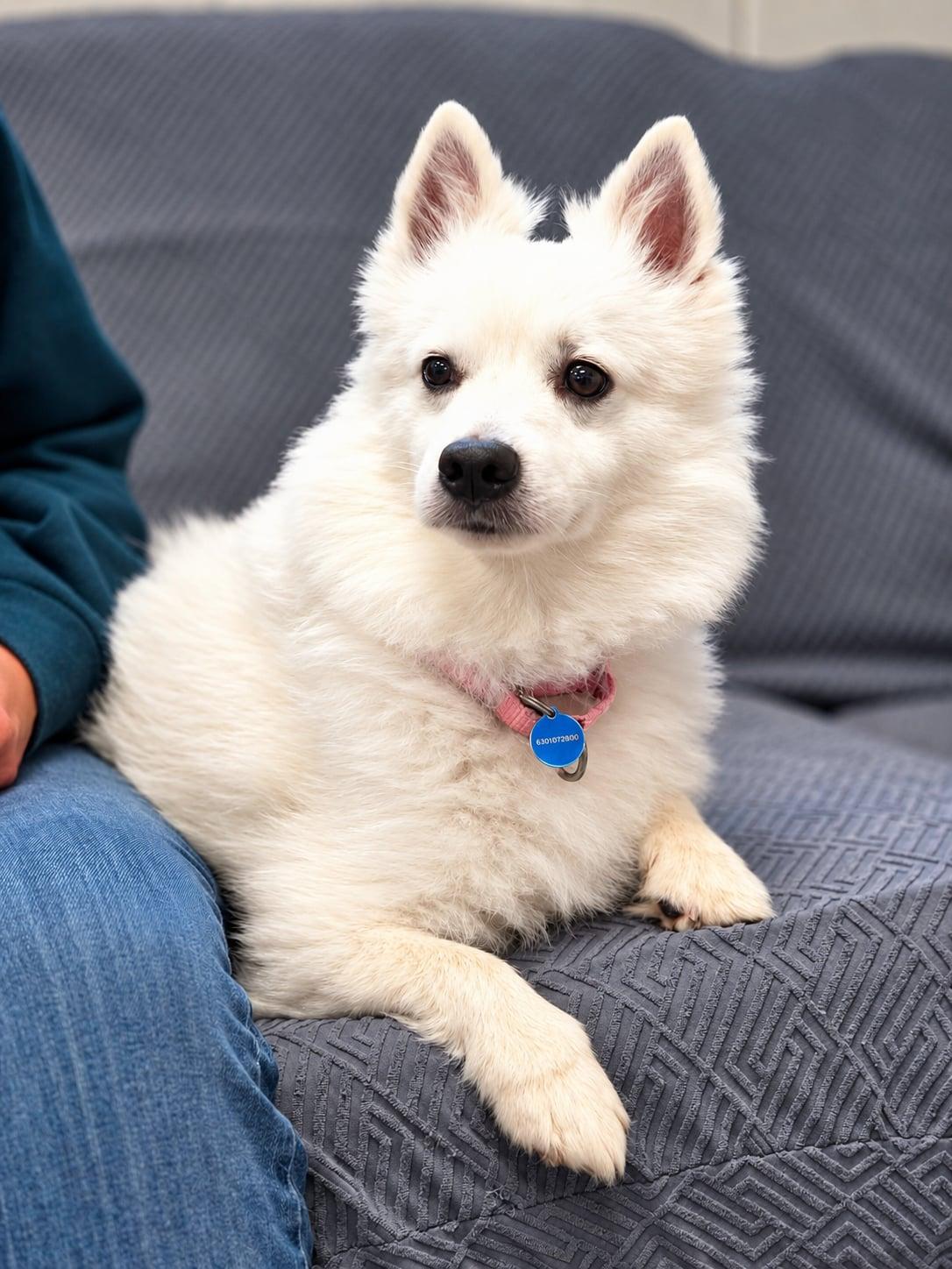 Enlarge Yogi - St. Louis, MO, a Adoptable American Eskimo Dog in Saint Louis, MO image 4/5