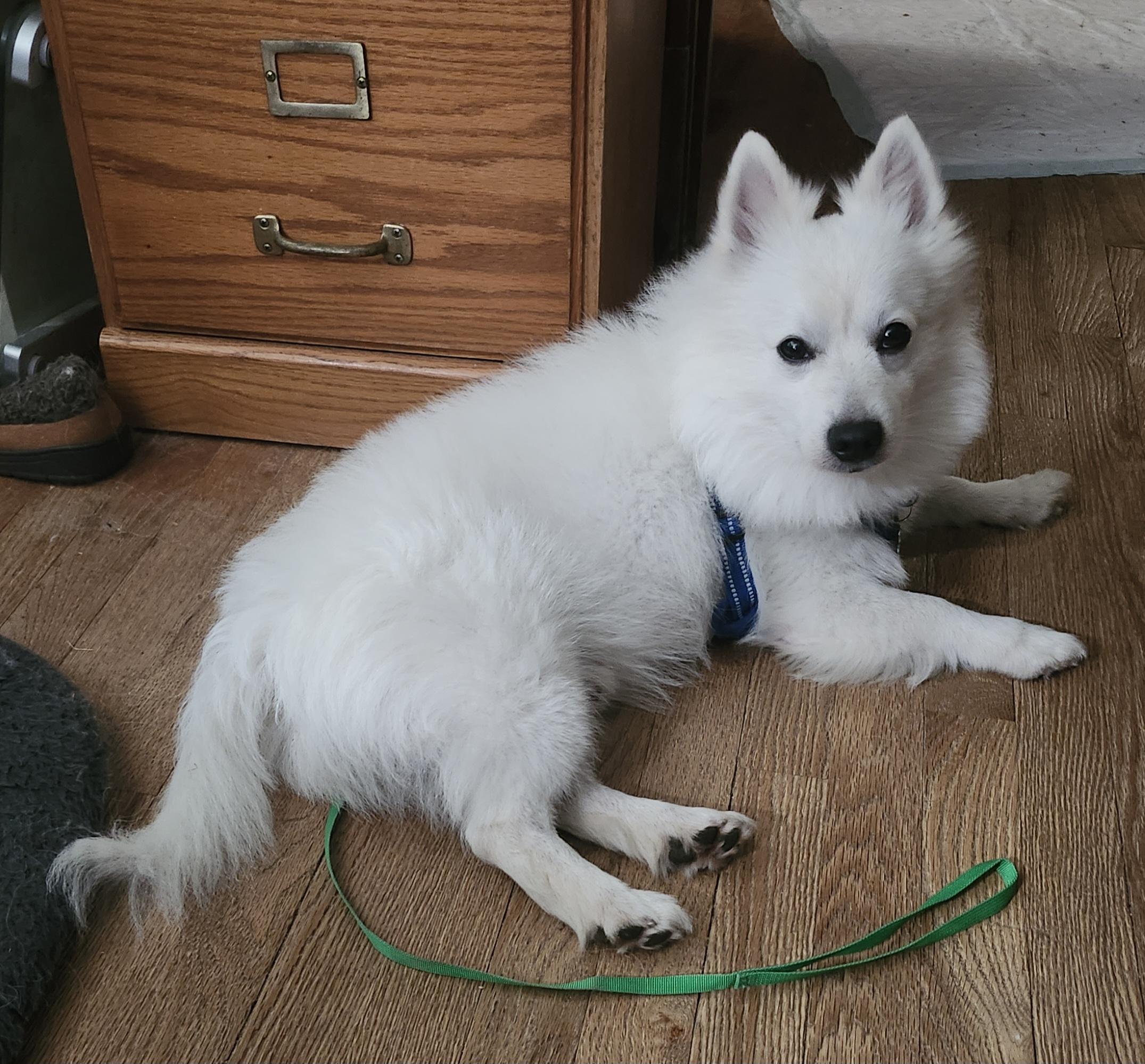 Enlarge Yogi - St. Louis, MO, a Adoptable American Eskimo Dog in Saint Louis, MO image 1/5