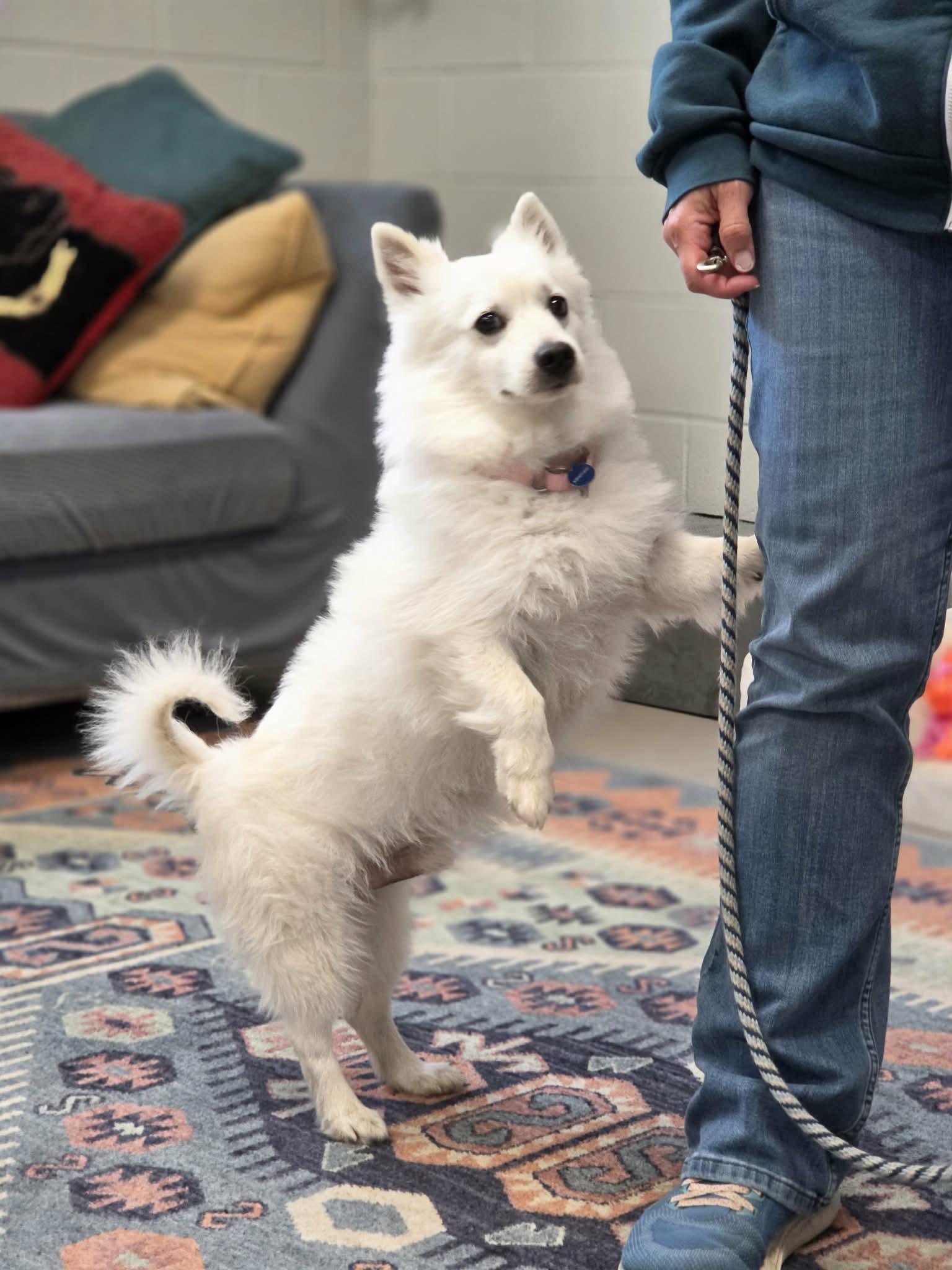 Enlarge Yogi - St. Louis, MO, a Adoptable American Eskimo Dog in Saint Louis, MO image 3/5